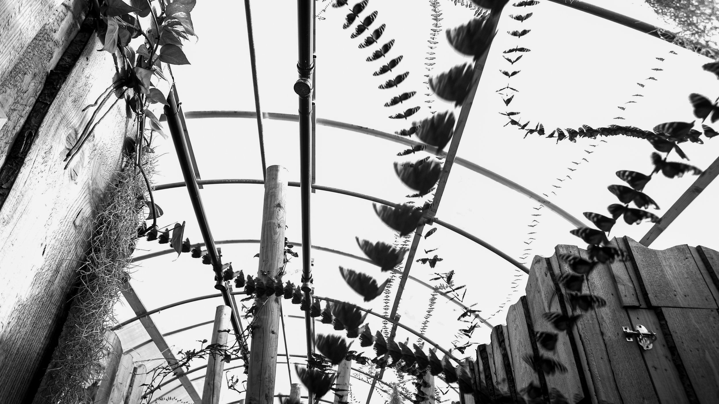 Tiger Longwing, Blue Morpho Butterfly, 712 photos 2025