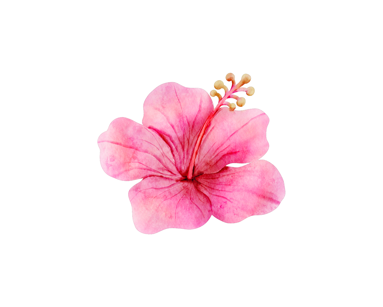 Luis &amp; Ibeam's Wedding