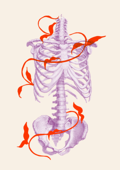 schéma anatomique du squelette humain avec des éléments organiques tout autour.