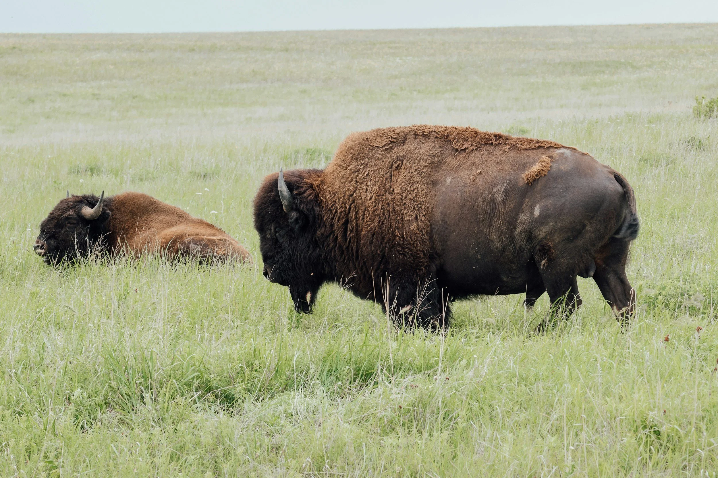 Two bison grazing on a grassy plain under a cloudy sky in Oklahoma