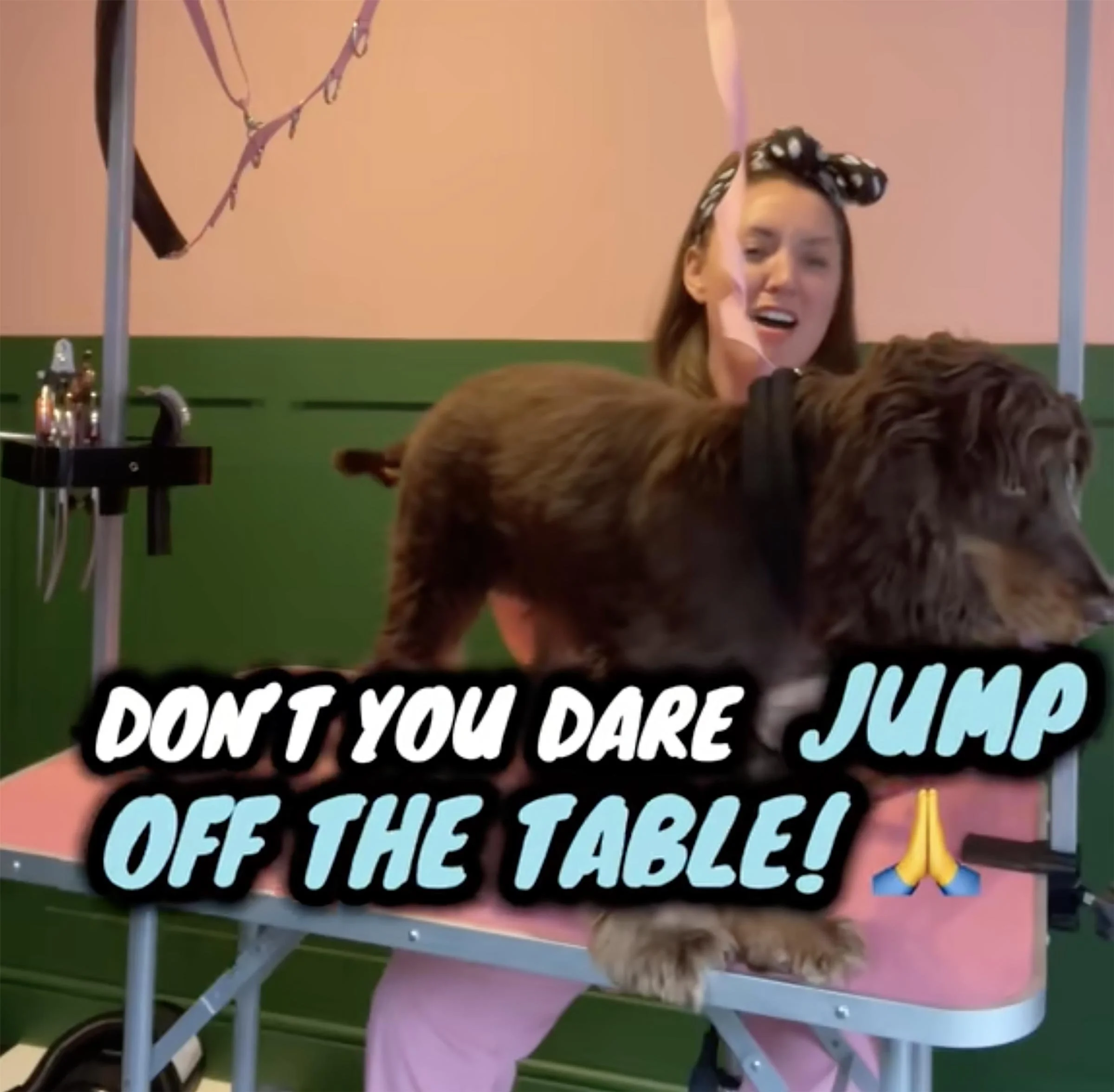 How My Music Career Inspired a Calmer Grooming Experience for Dogs