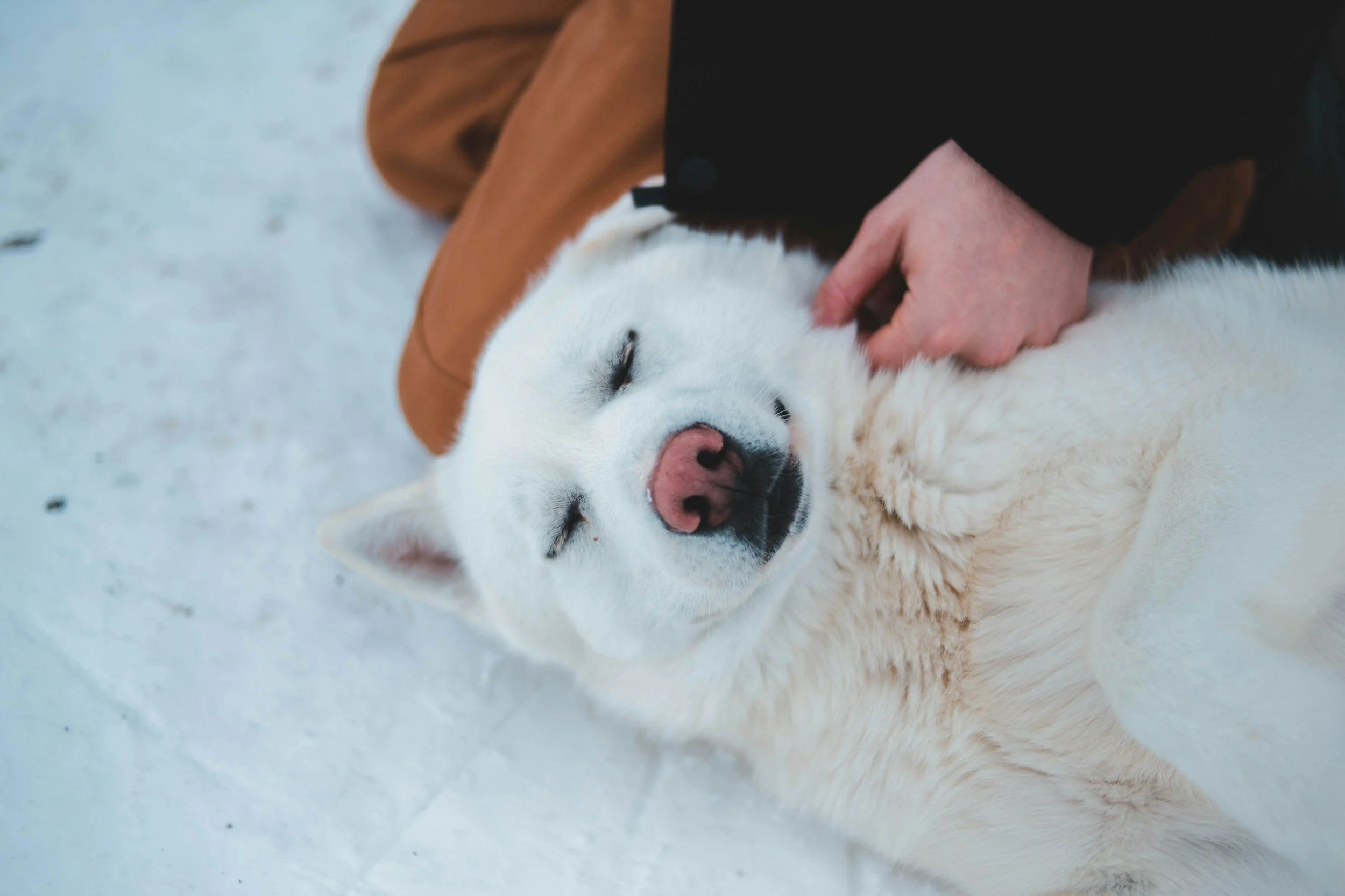 Building Furva: A One-Person Mission to Help Rescue Animals