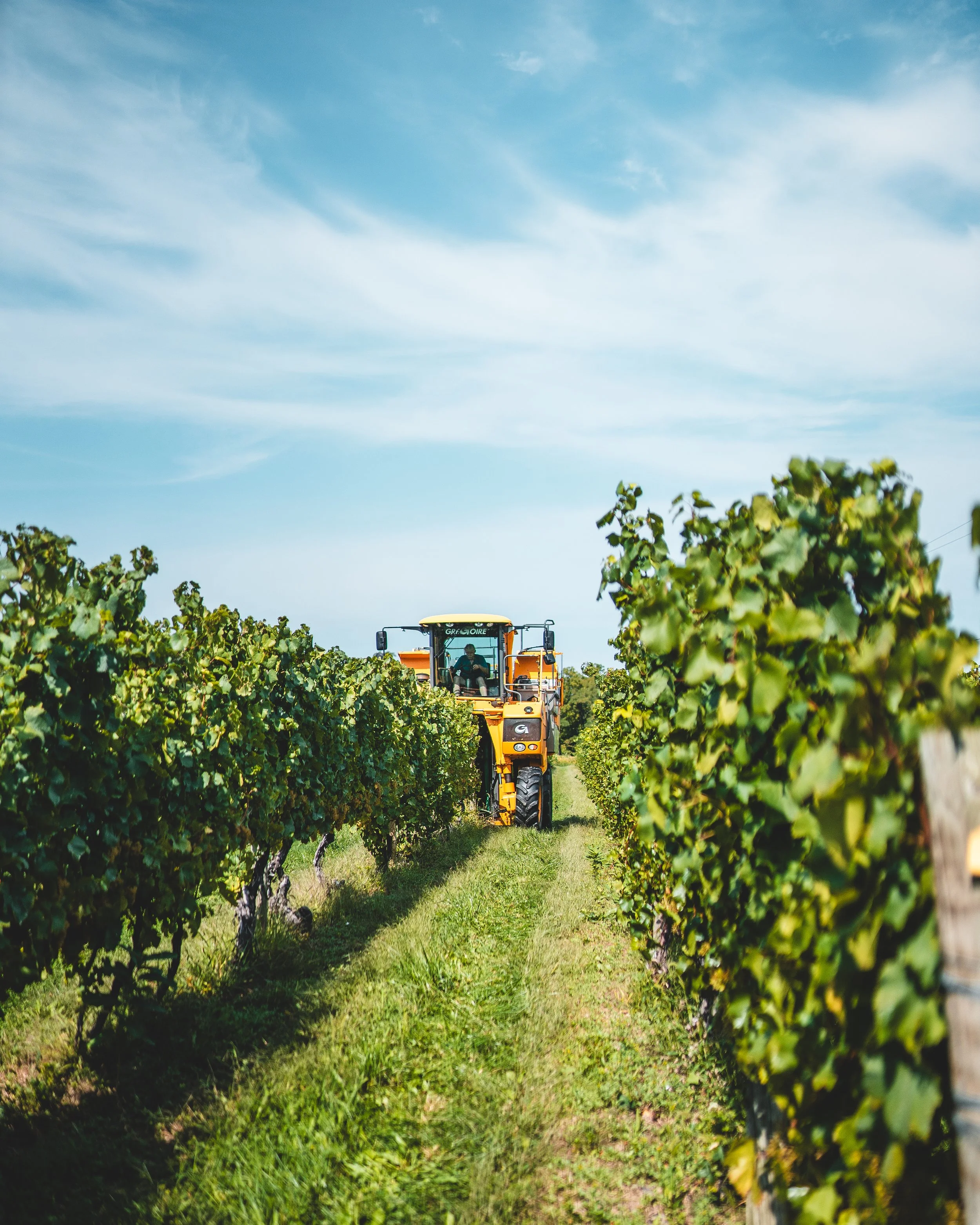 grape harvesting tractor in fields