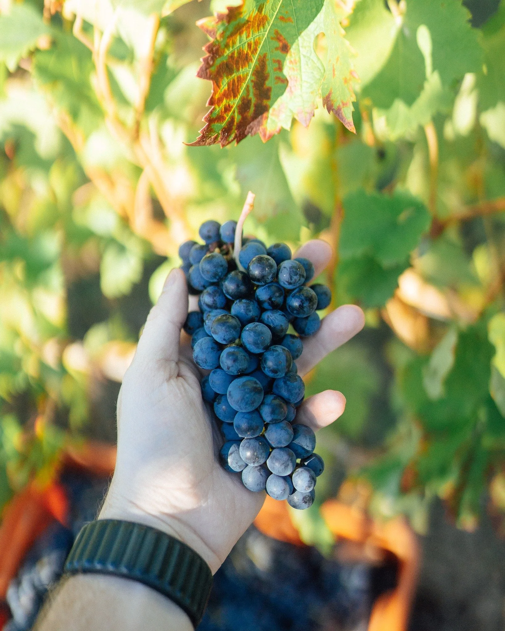 hand holding grape bunch in vineyard