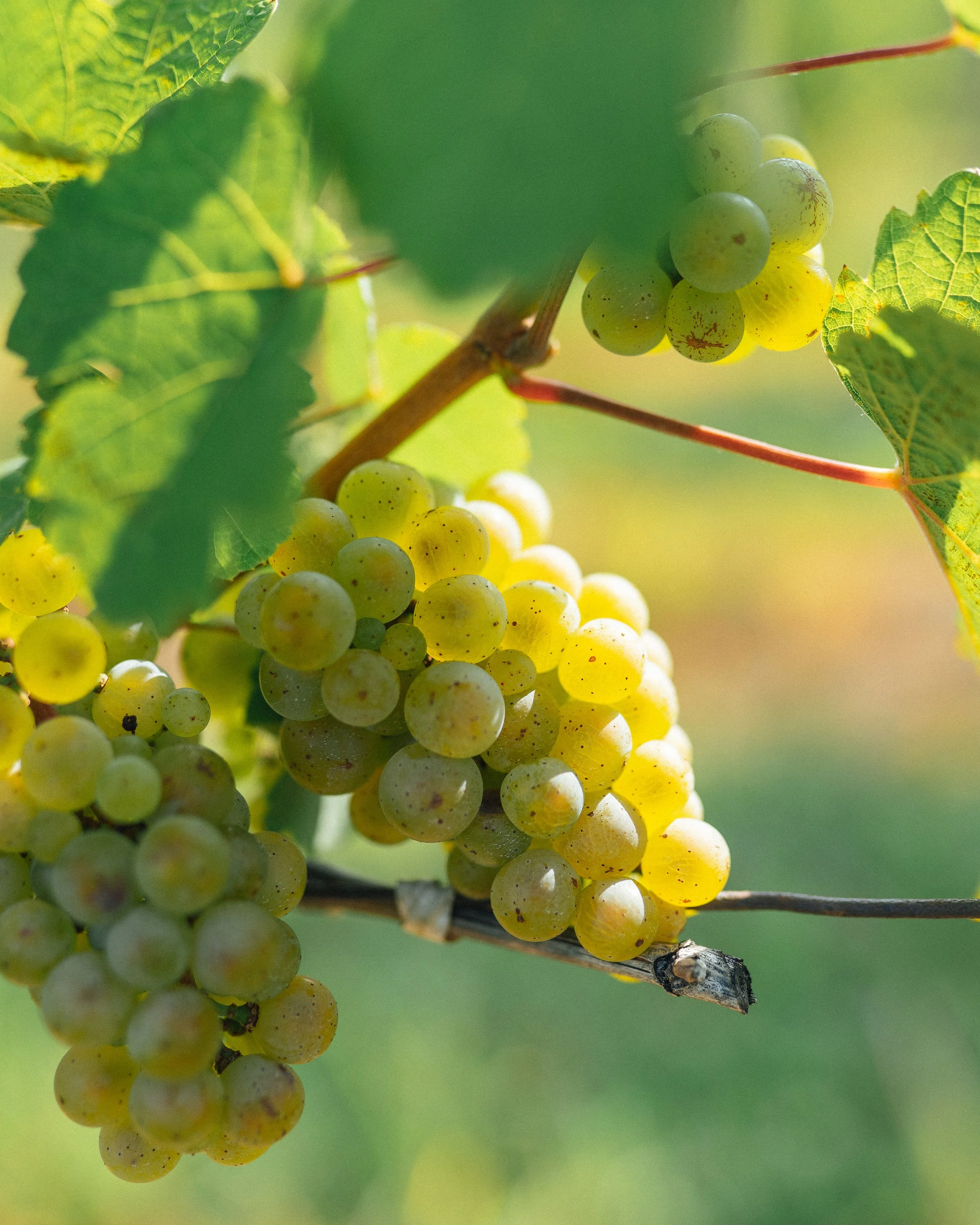 Why Finger Lakes Riesling is so Unique