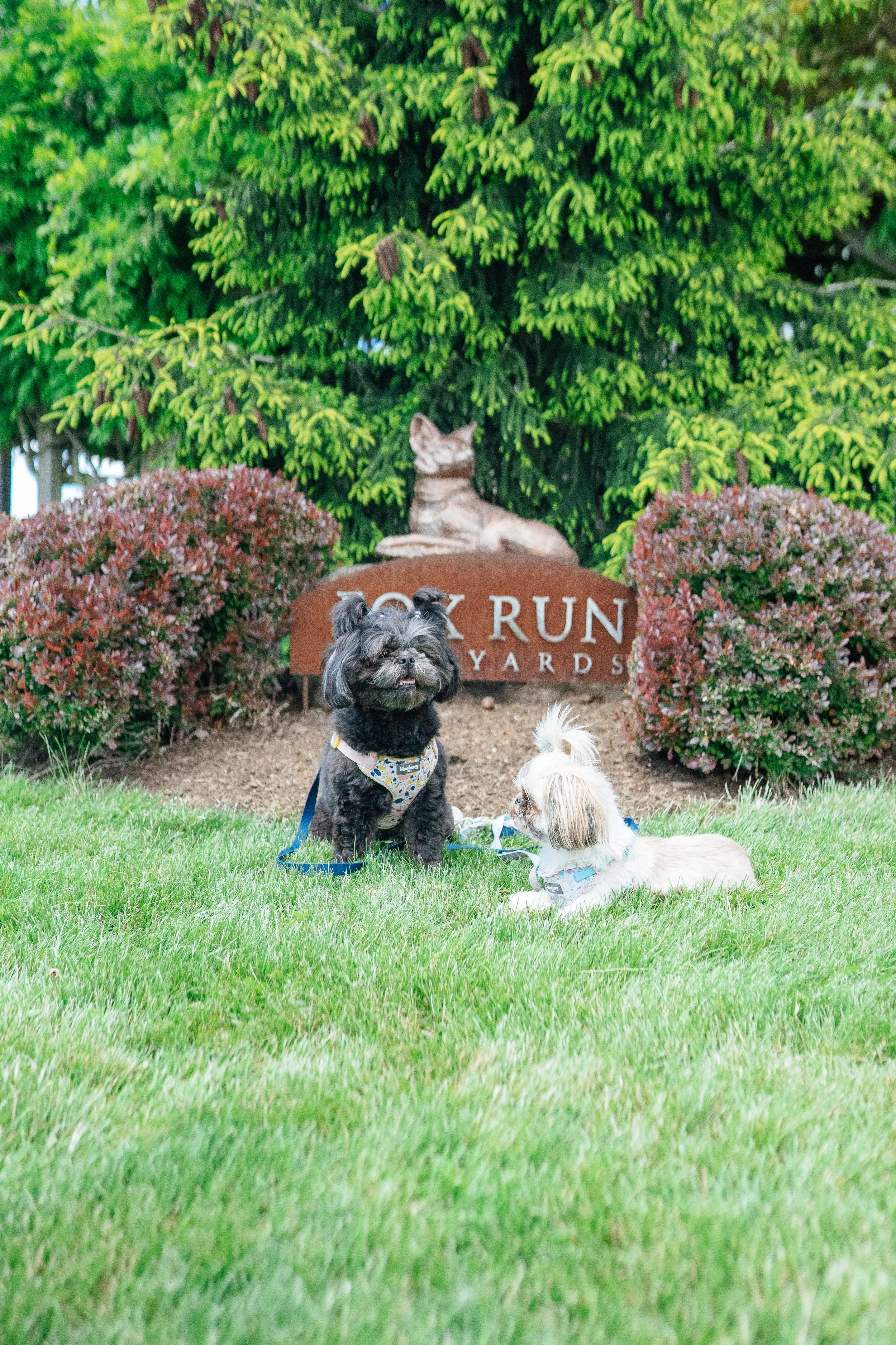 two dogs sitting in grass in front of a winery