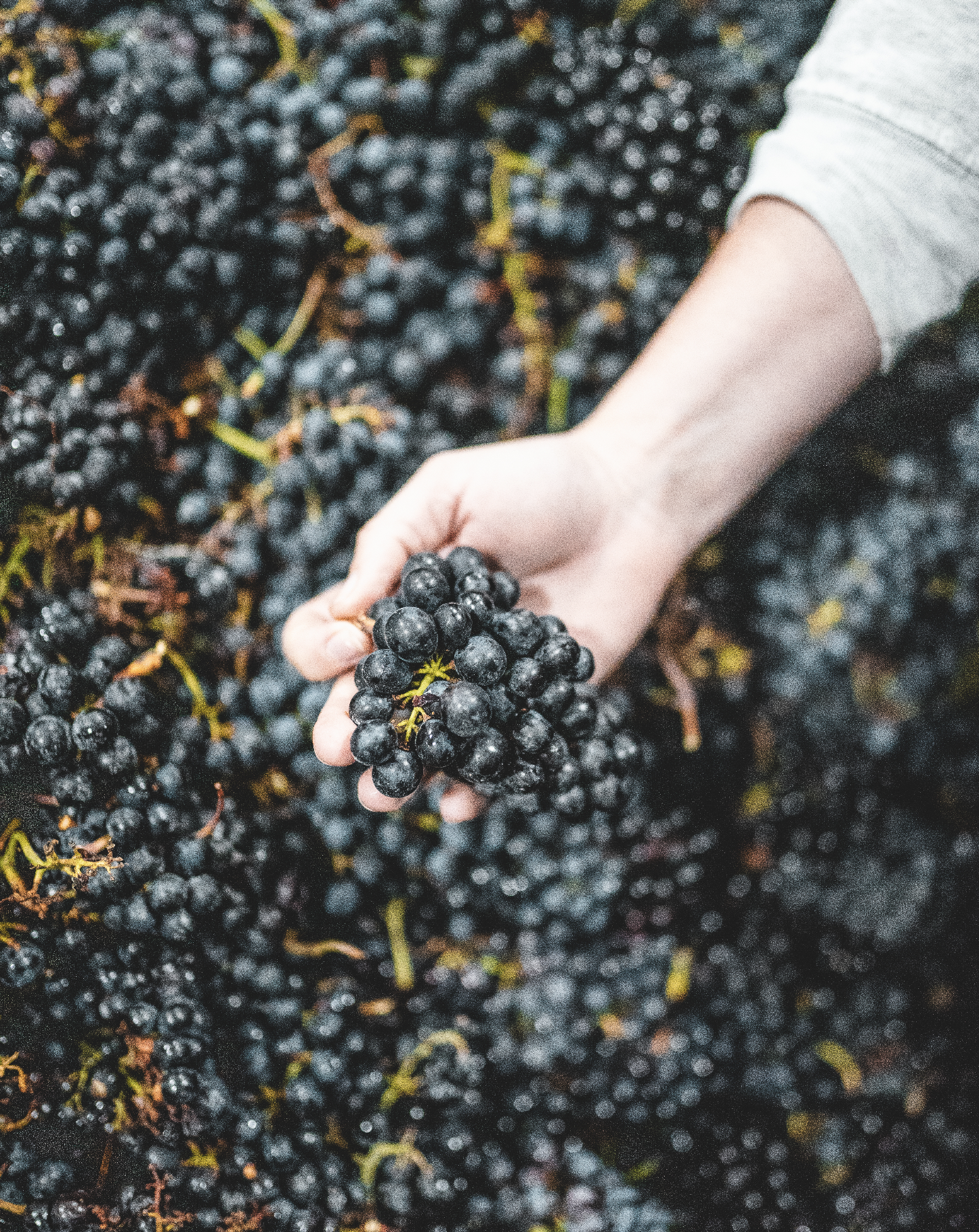 large bin of harvested red grapes