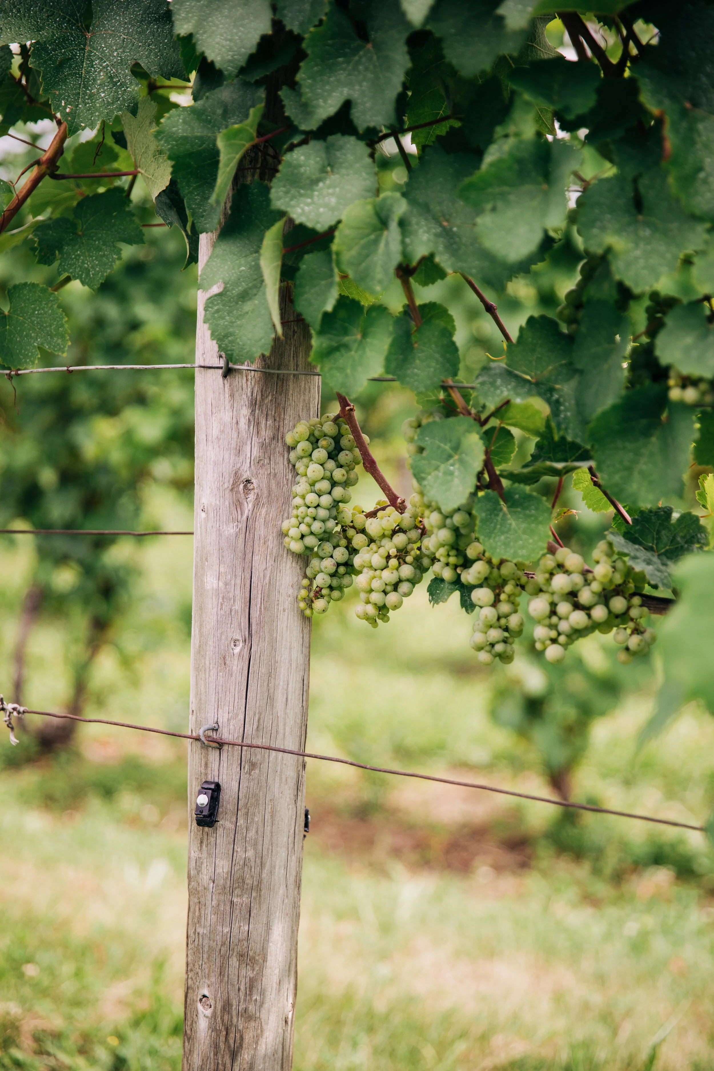 Fox Run Vineyards white grapes