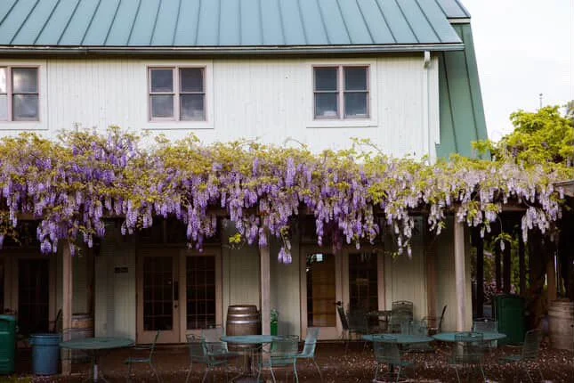 A picture of Wisteria on our building