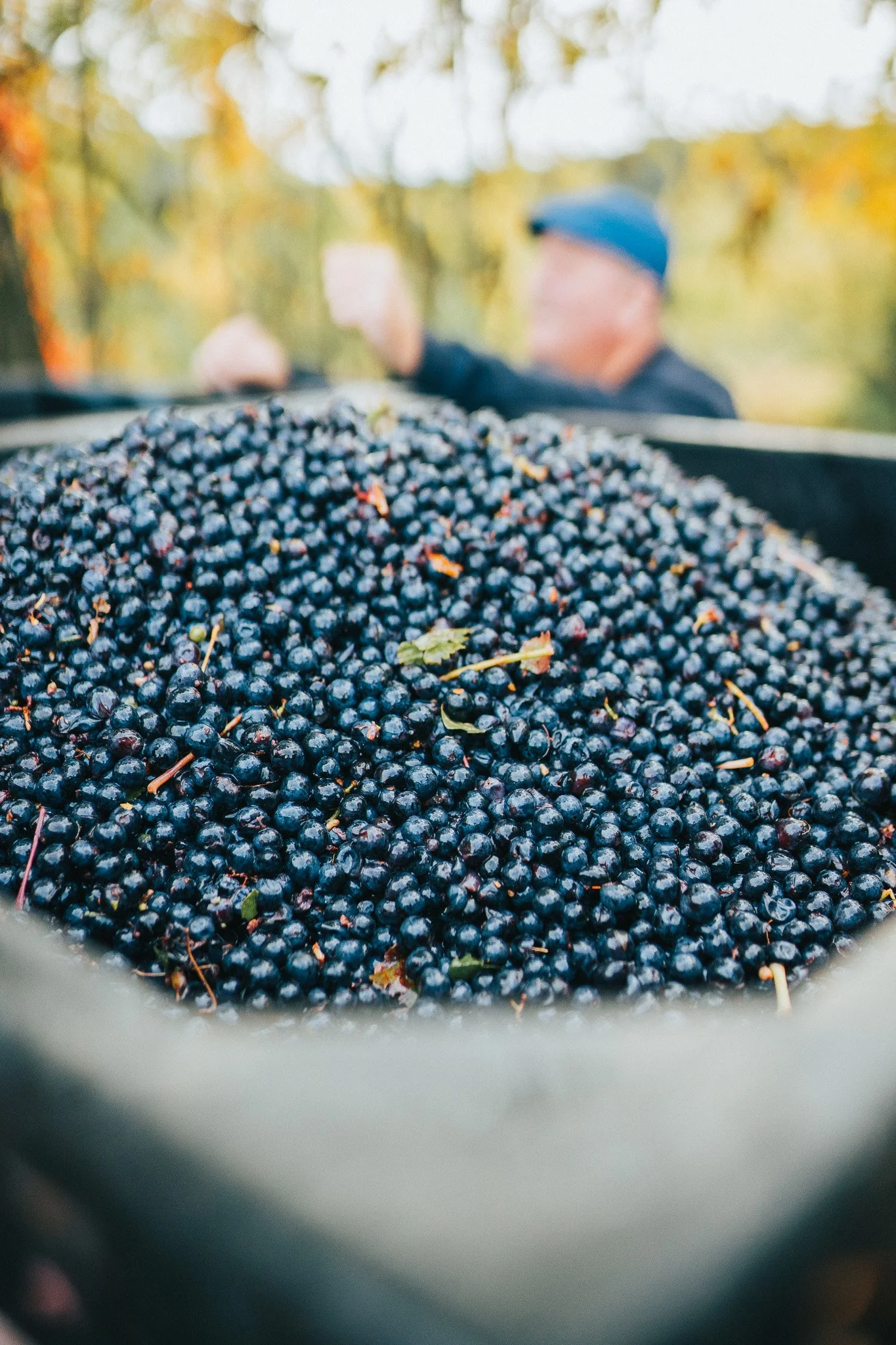 harvested vineyard grapes in large bin