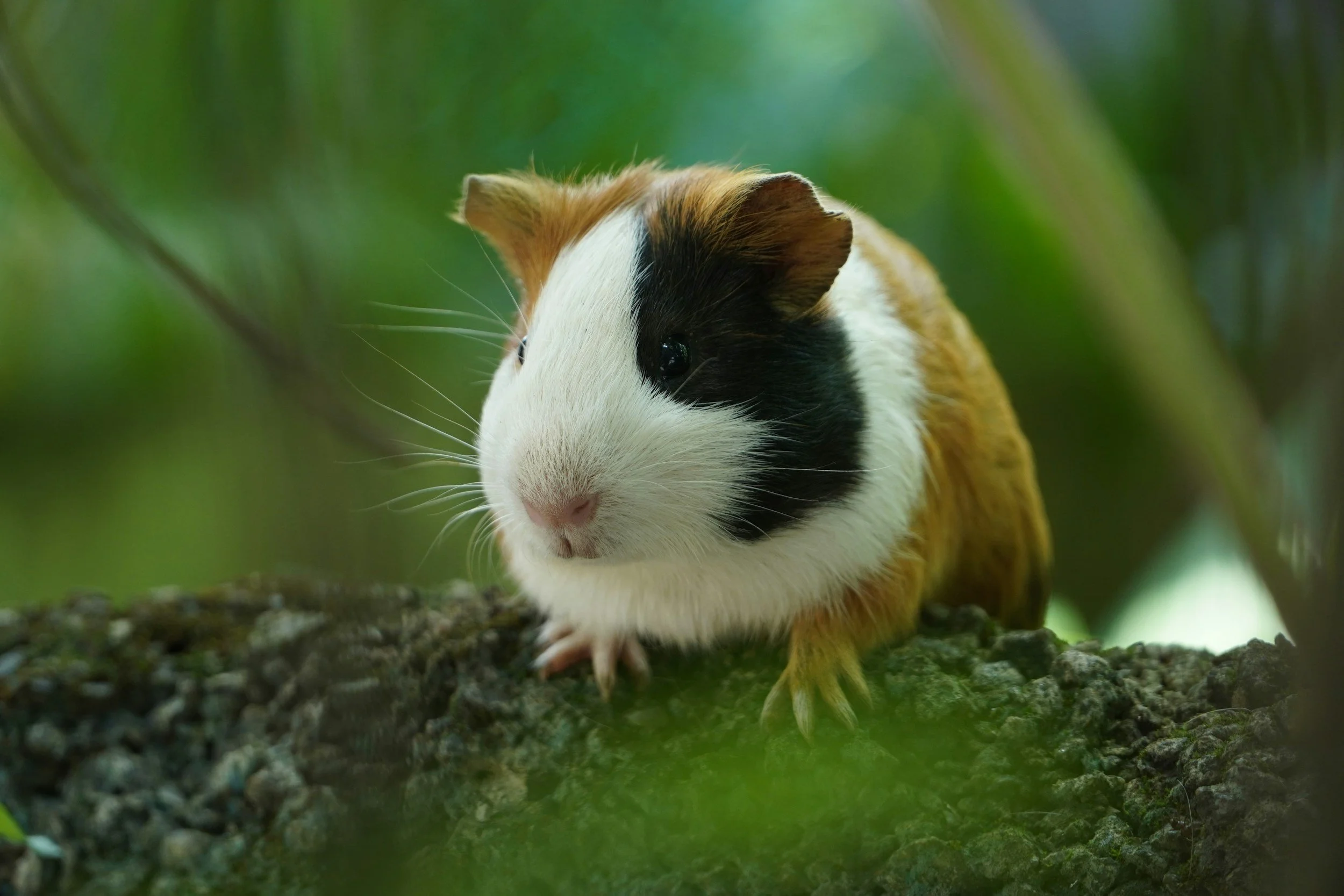 A guinea pig with black, white, and brown fur on a tree branch surrounded by green leaves.