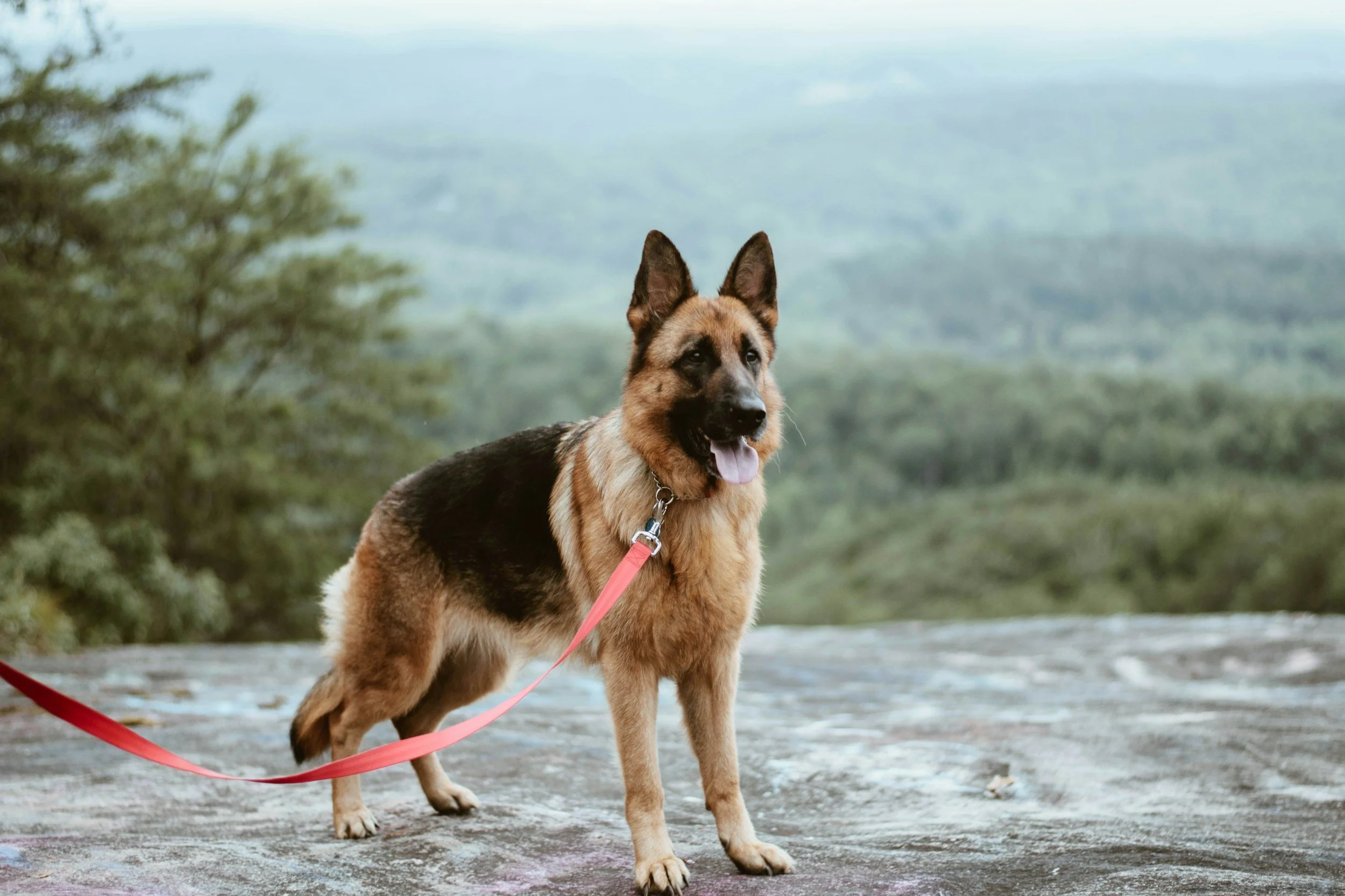 A German Shepherd dog standing outdoors on a dirt surface, with a scenic background of trees and distant hills, wearing a red leash.
