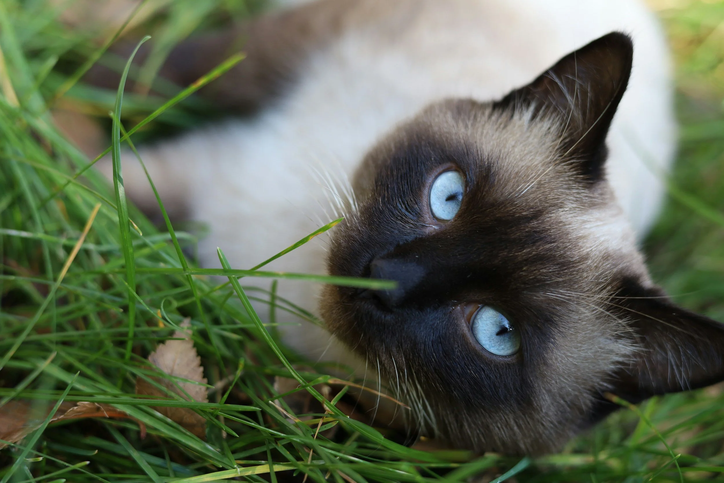 A Siamese cat lying on green grass with its head resting on the ground, showcasing blue eyes, pointed ears, and cream-colored fur with darker face, ears, and paws.