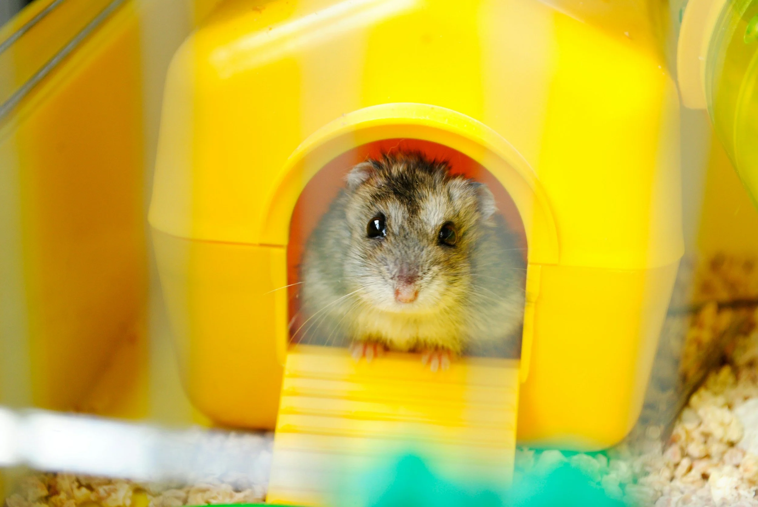 A hamster peeks out of a yellow plastic house in a cage.