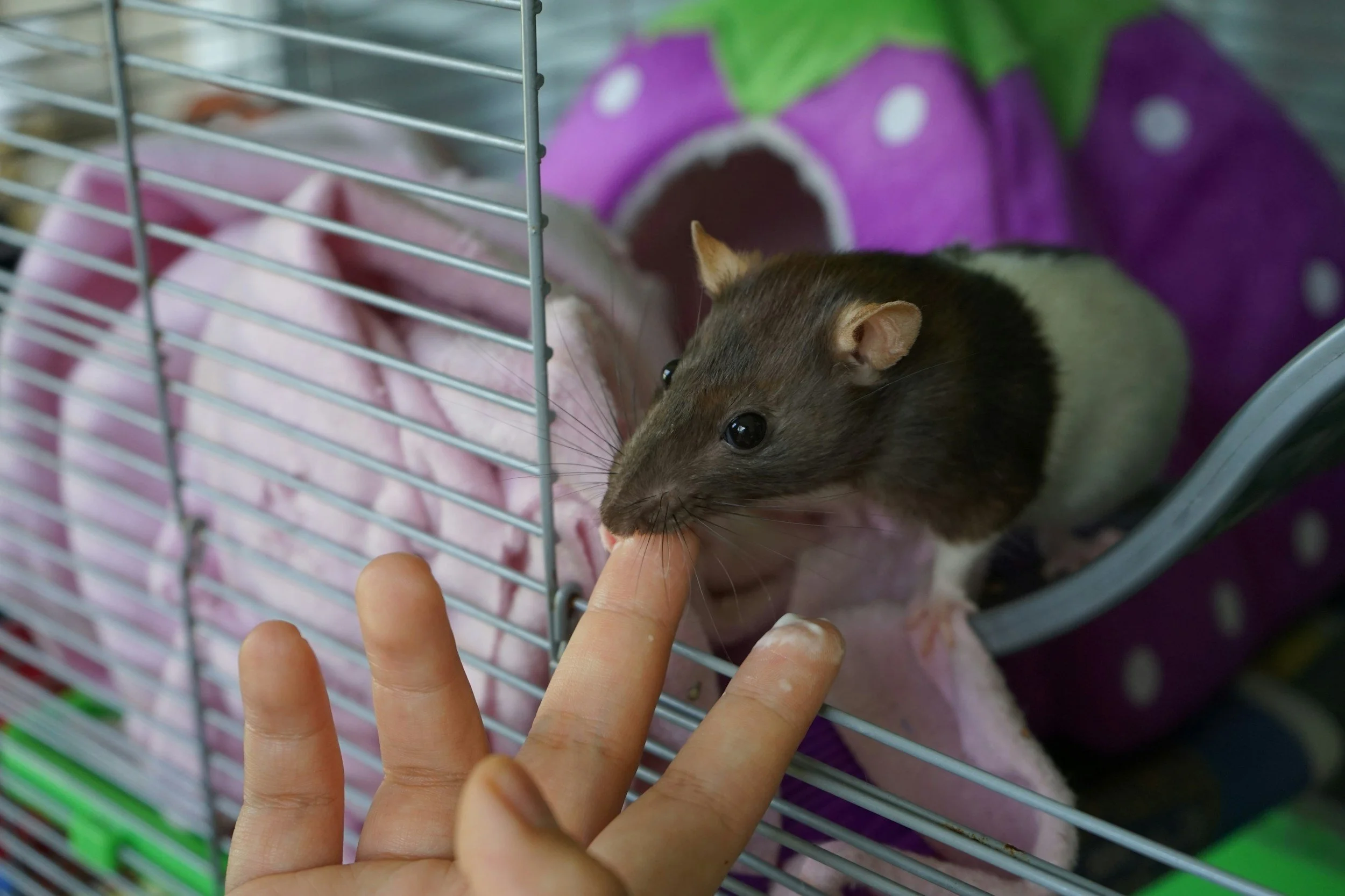 A person feeding a small brown and white gerbil through the bars of a cage, with a purple and green fabric or blanket in the background.