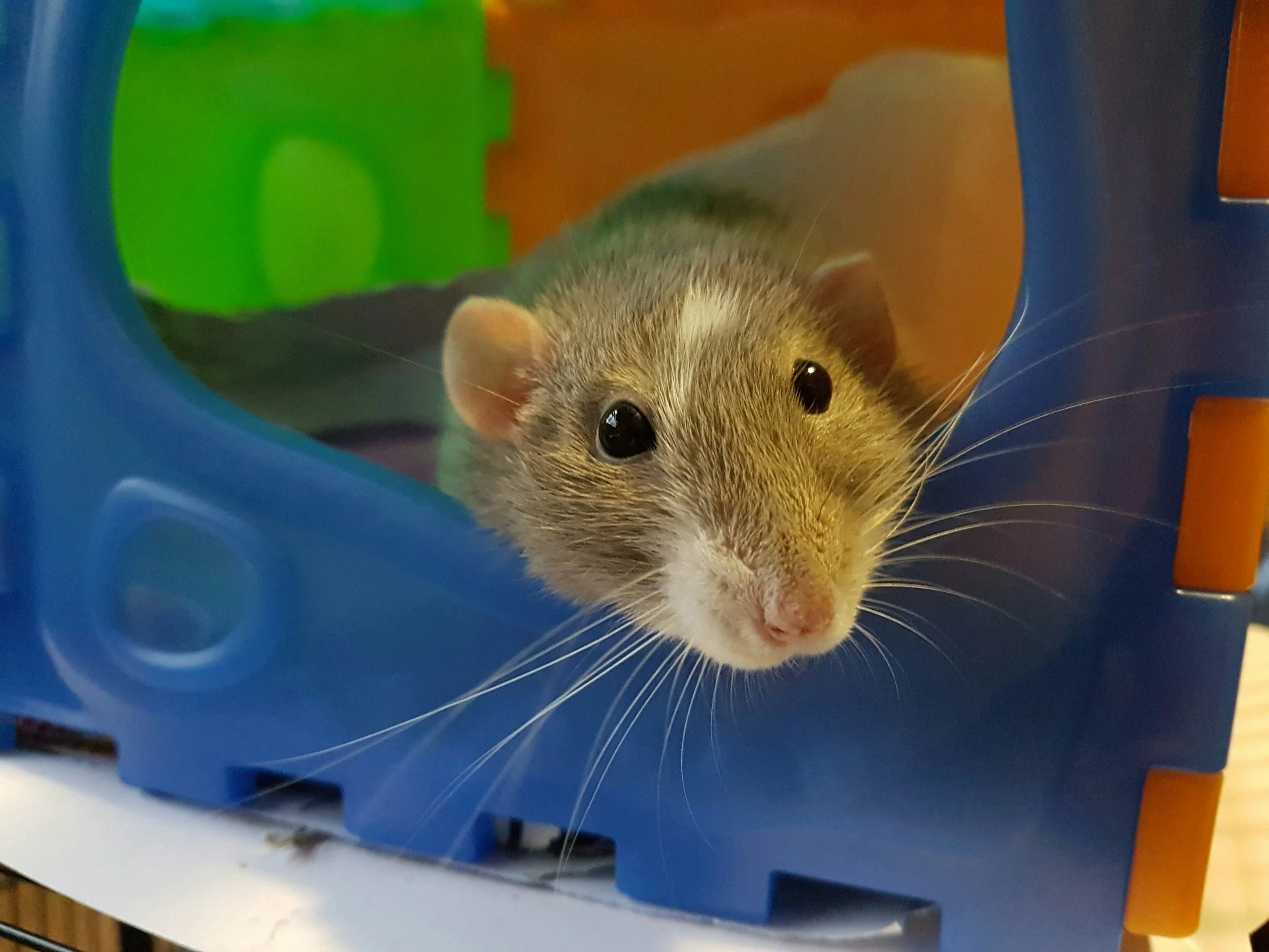 Close-up of a hamster peeking out from the door of a blue plastic hamster wheel with green and orange parts in the background.