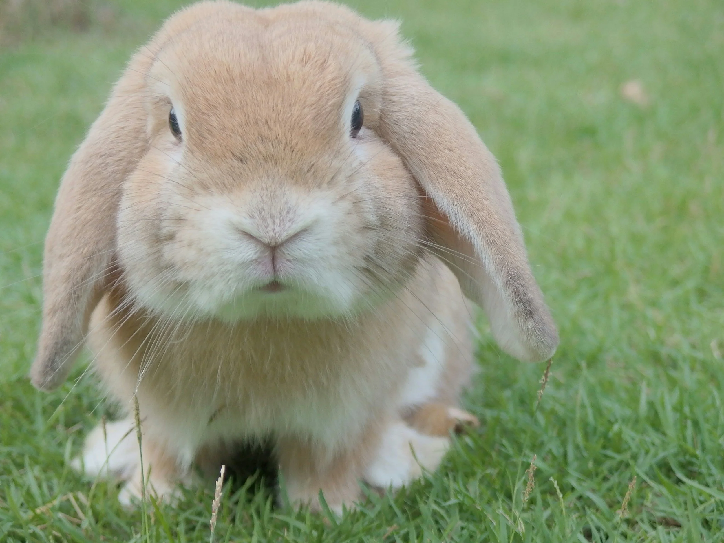 A close-up of a brown rabbit sitting on green grass, facing the camera.