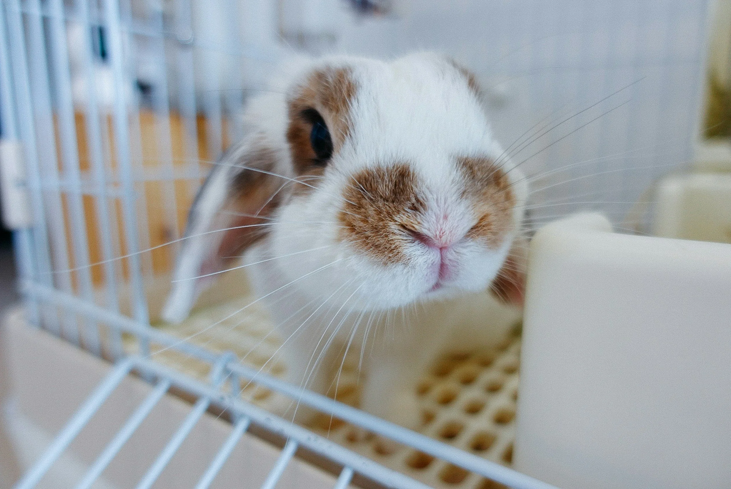 Close-up of a rabbit with a white and brown coat inside a white wire cage.