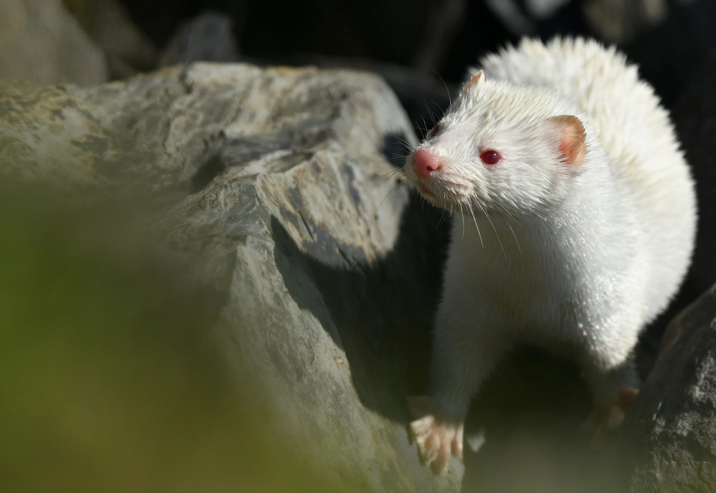 A close-up of an albino ferret near a rock with dark background.