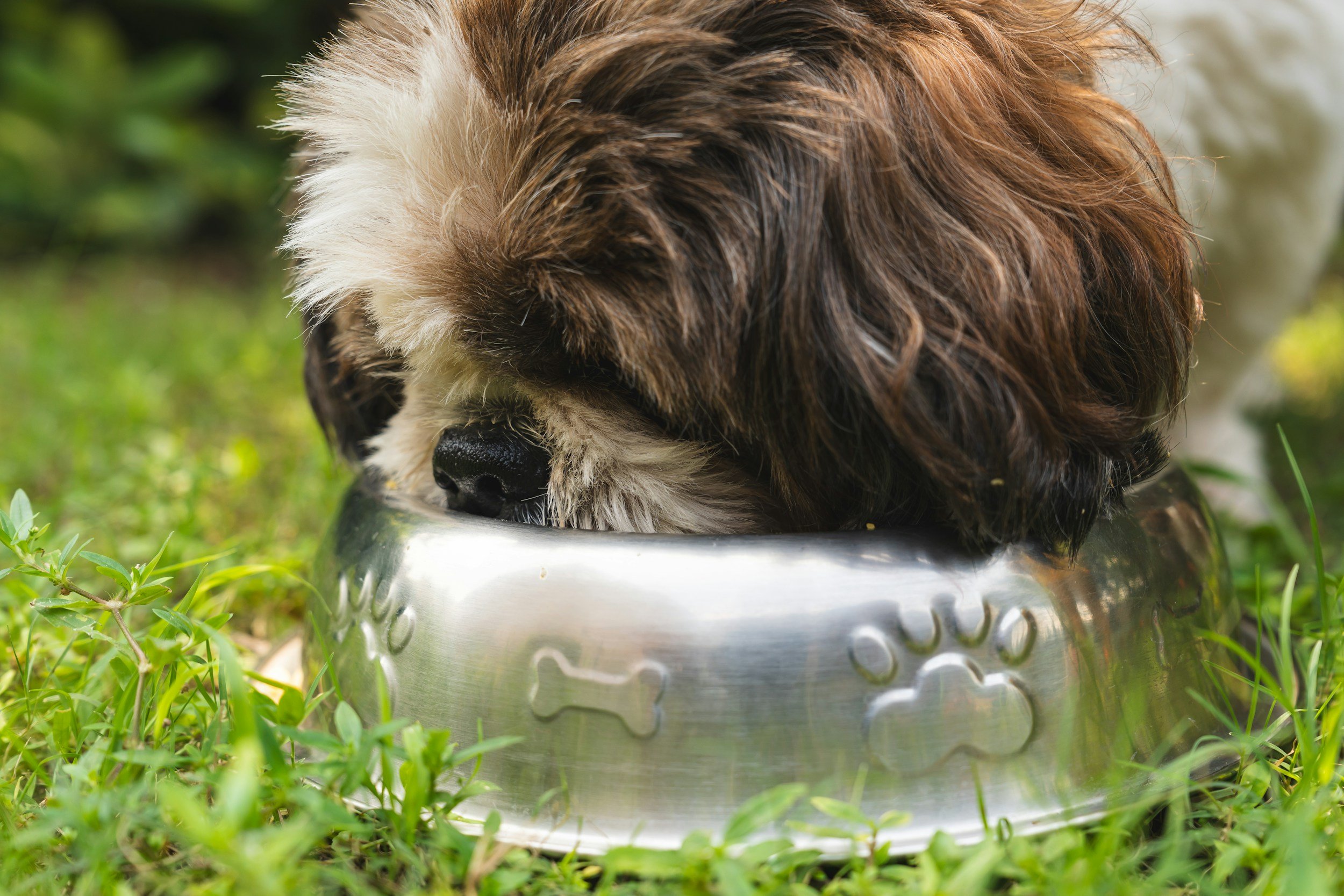 Dog Nutrition Guide
