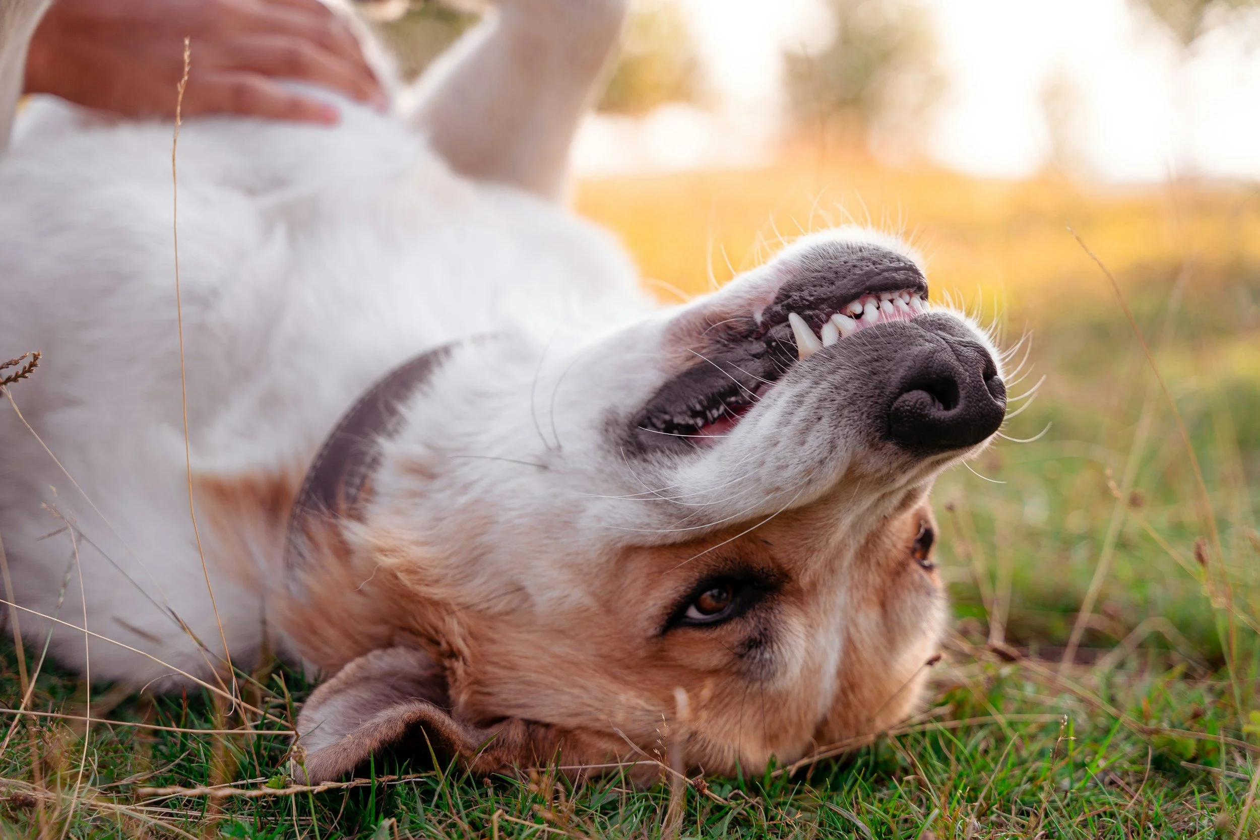 Home Dental Care for Dogs and Cats