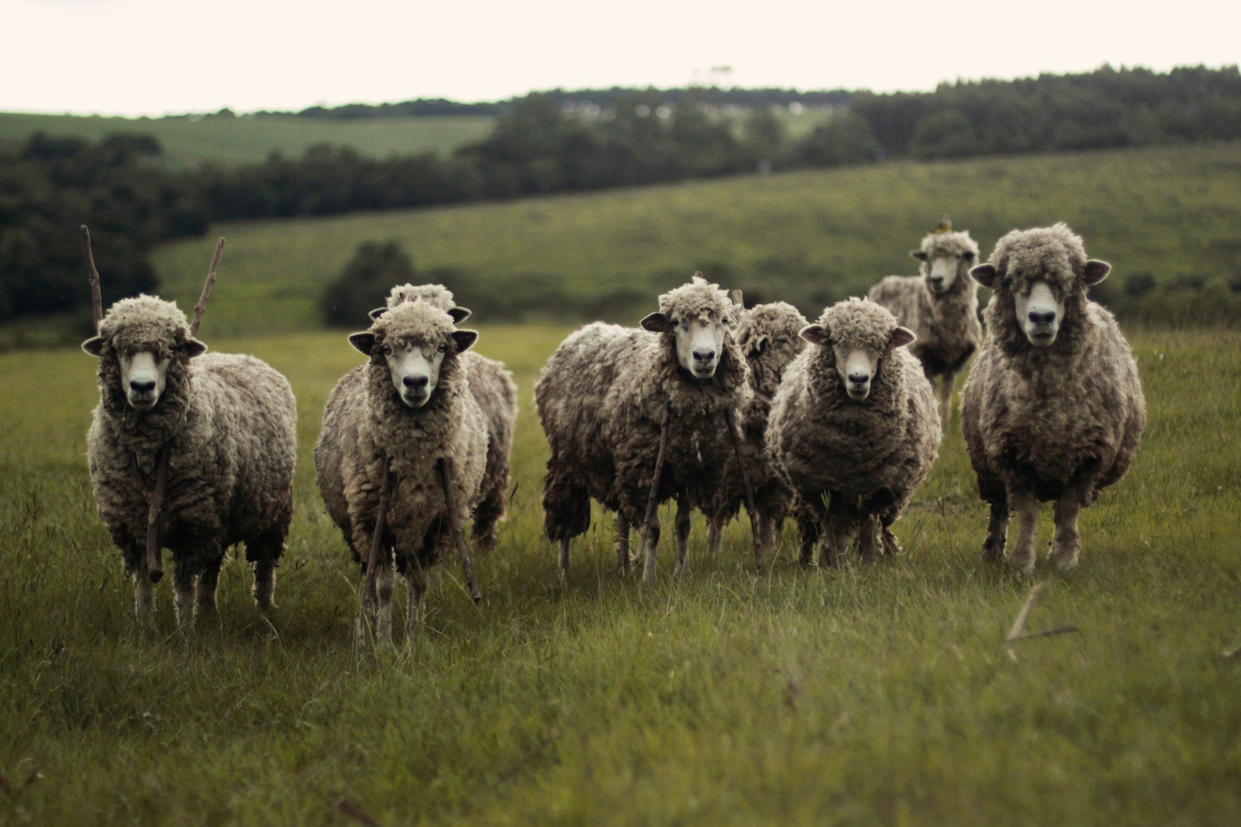 A group of six grazing sheep with woolly coats standing on green grass with rolling hills and trees in the background.
