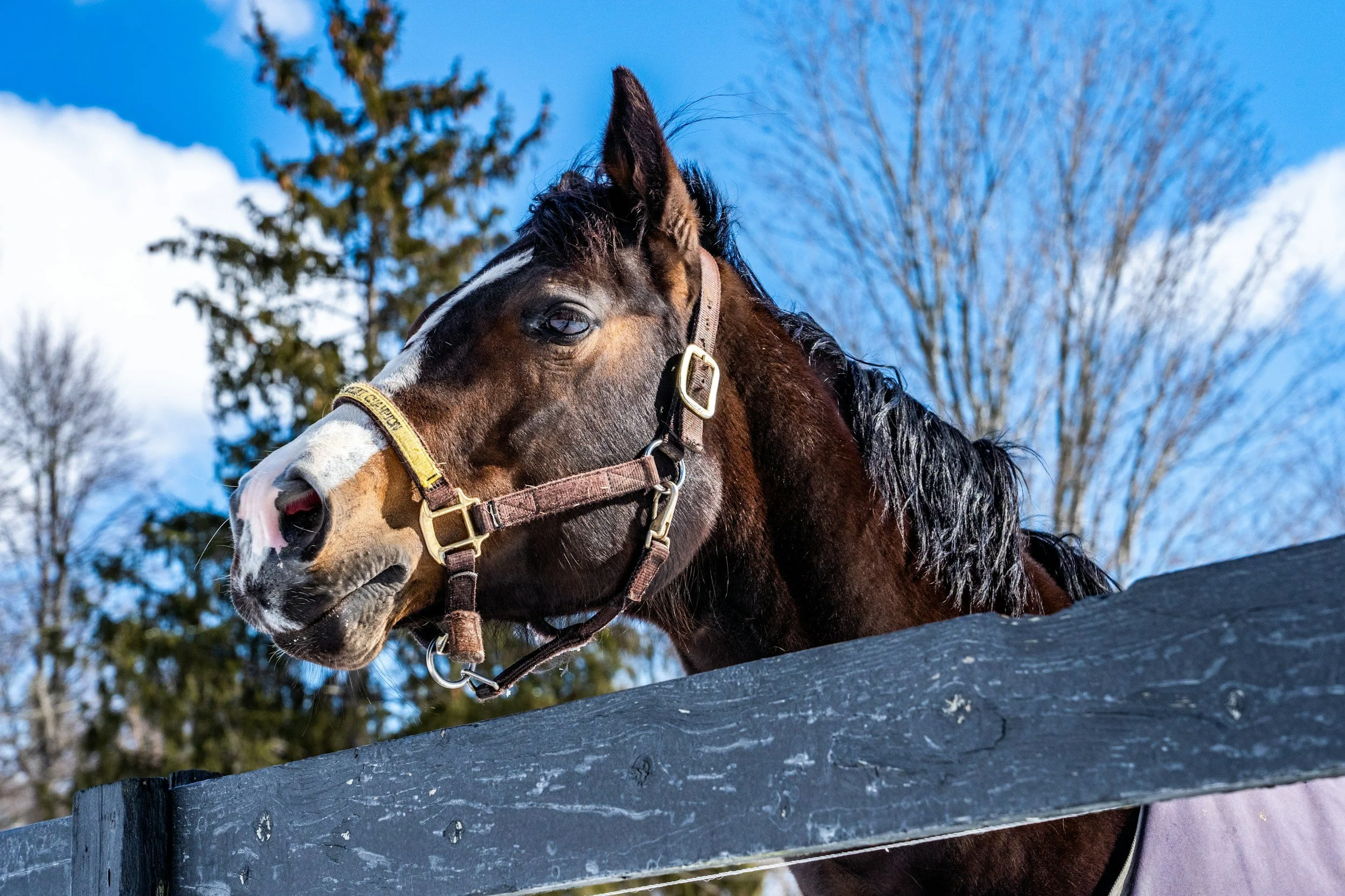 Close-up of a brown and white horse with a halter, standing behind a wooden fence on a bright snowy day with bare trees and a blue sky in the background.