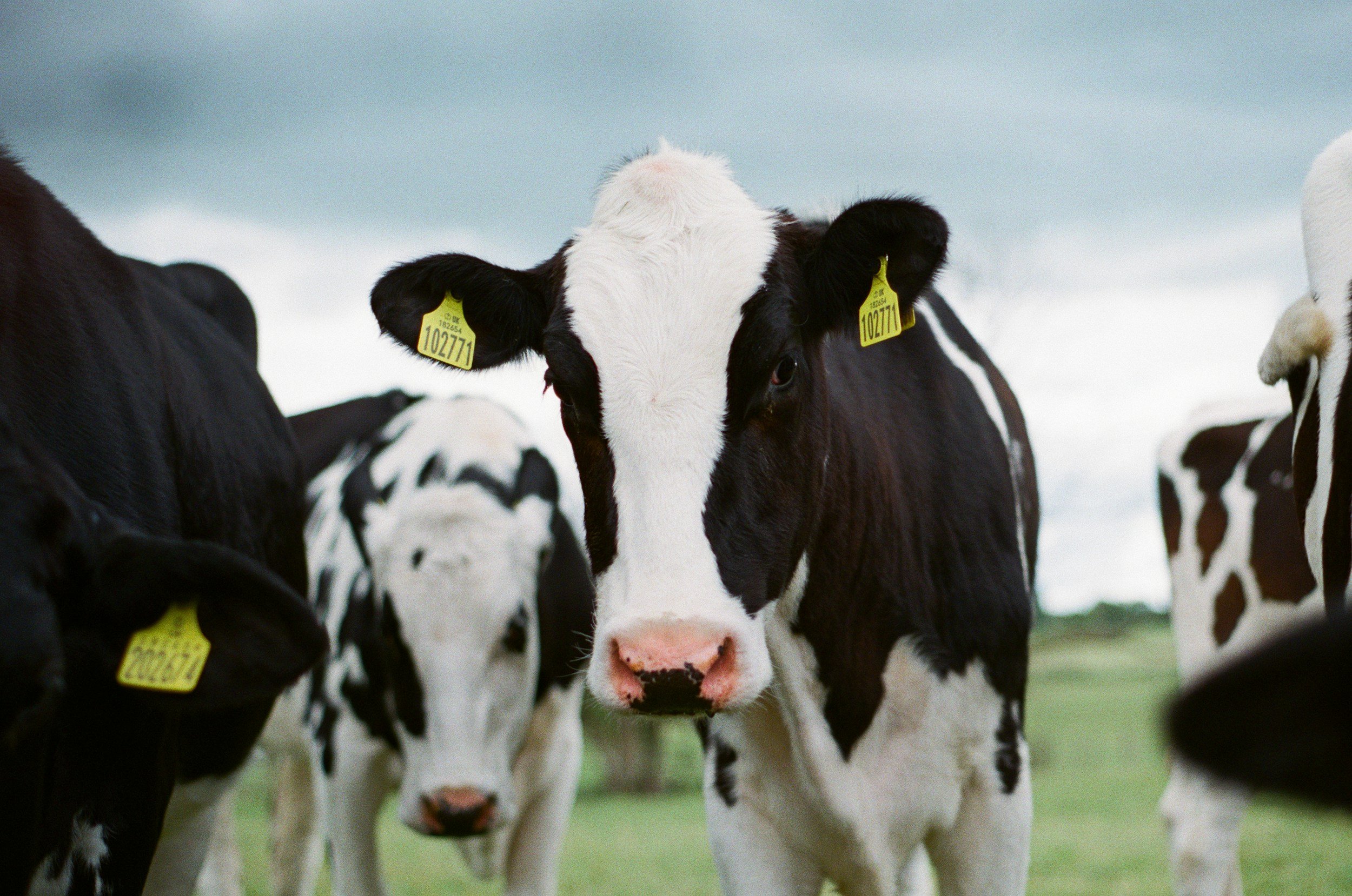 A black and white cow with yellow ear tags standing outdoors among other cows.