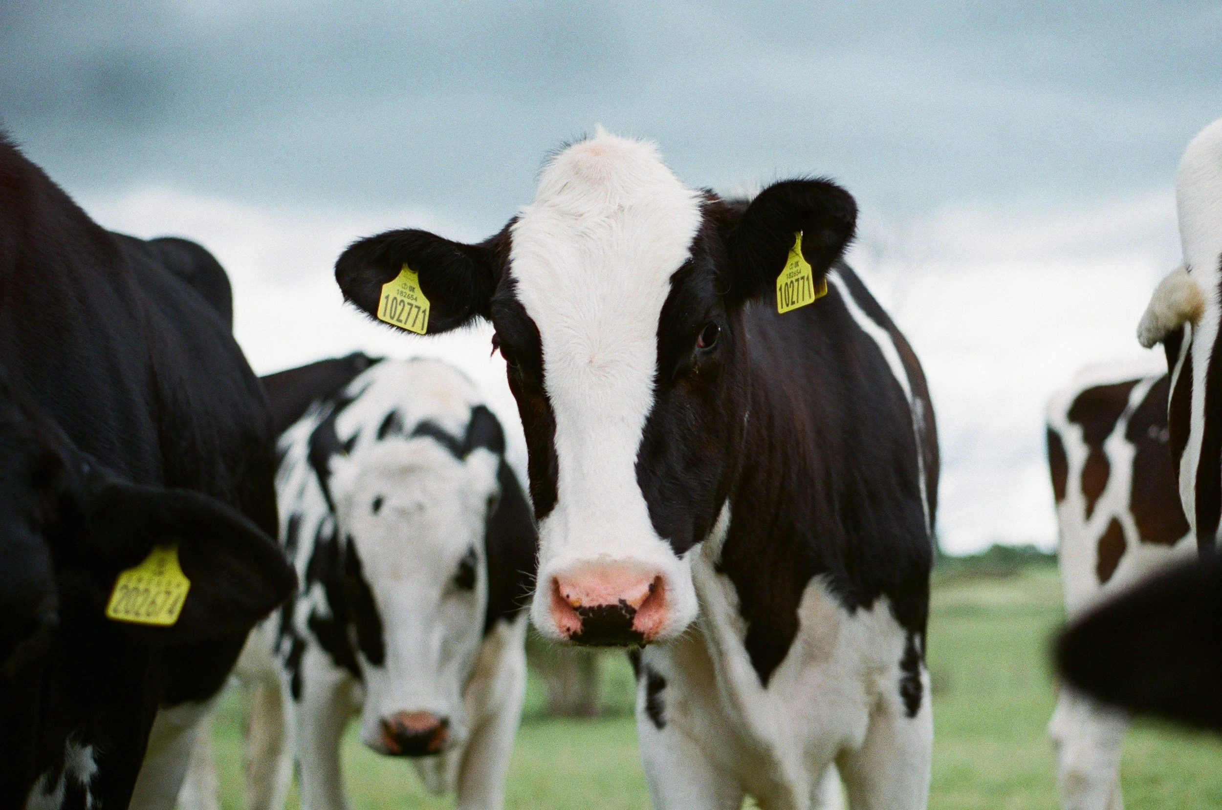 A group of black and white dairy cows standing on a green field under a cloudy sky, with yellow ear tags visible on some cows.