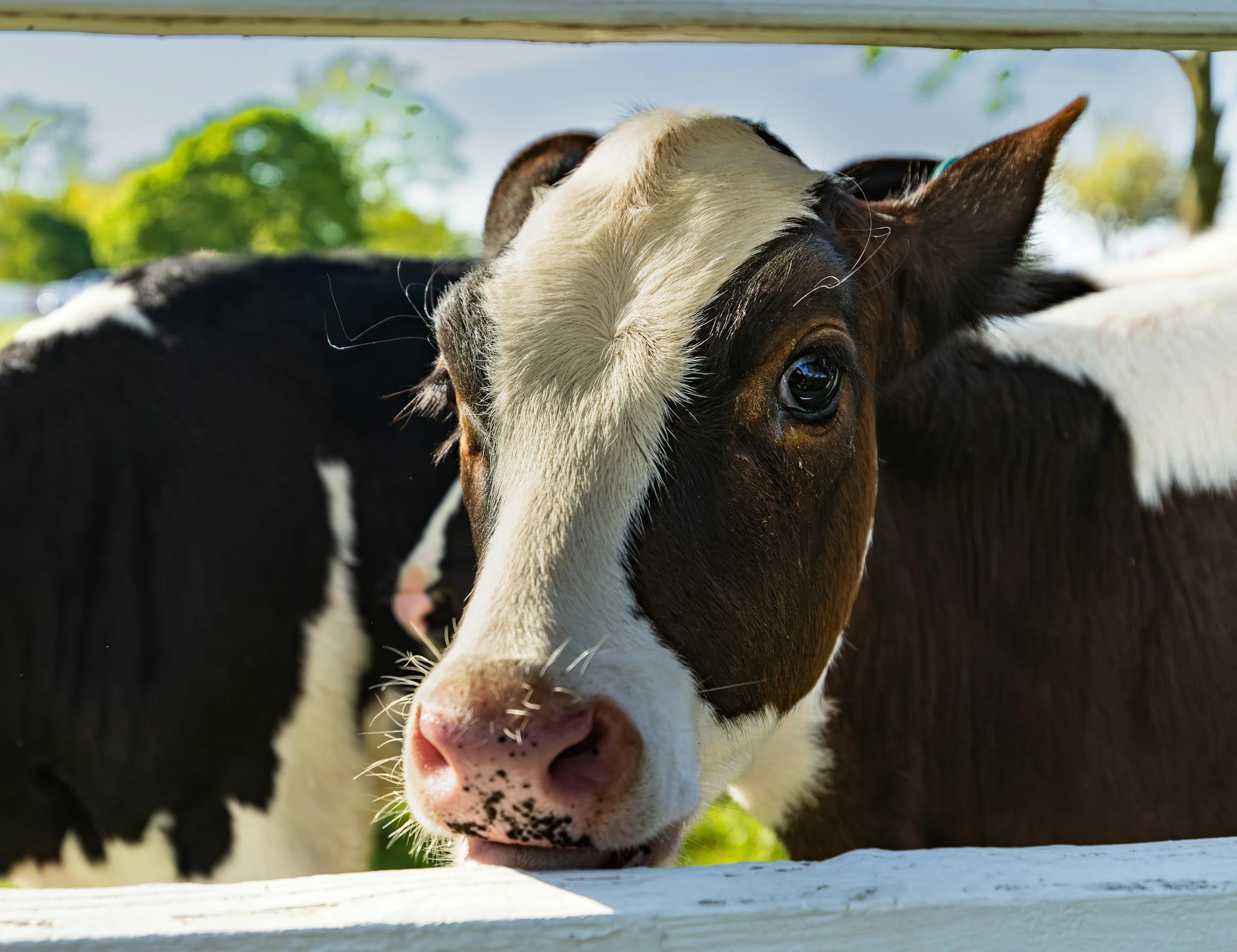 Close-up of a black and white calf with its head through a wooden fence, showing a pink snout and big dark eye with a blurred green background.