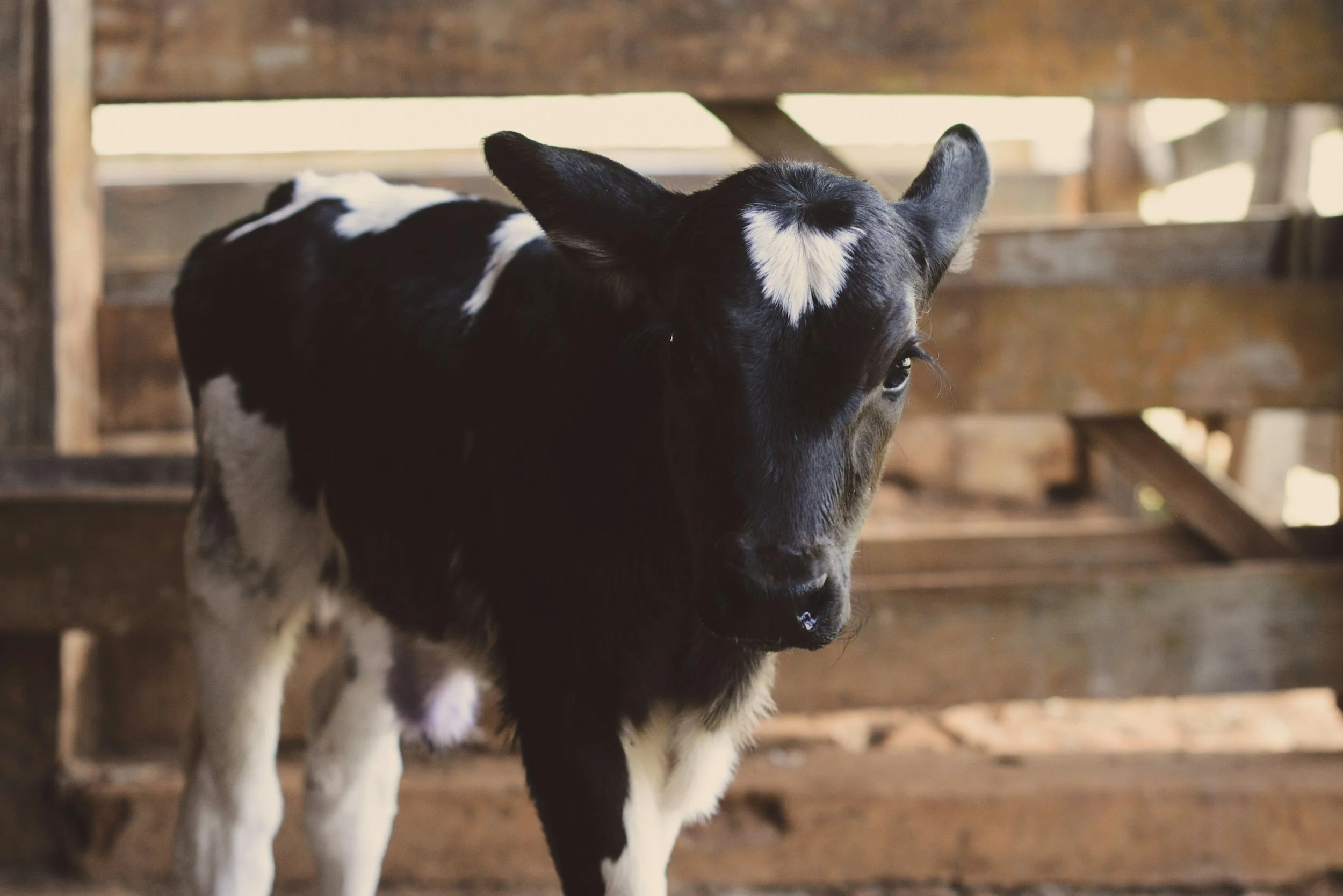 A black and white calf inside a barn with wooden walls and sunlight coming through the gaps.