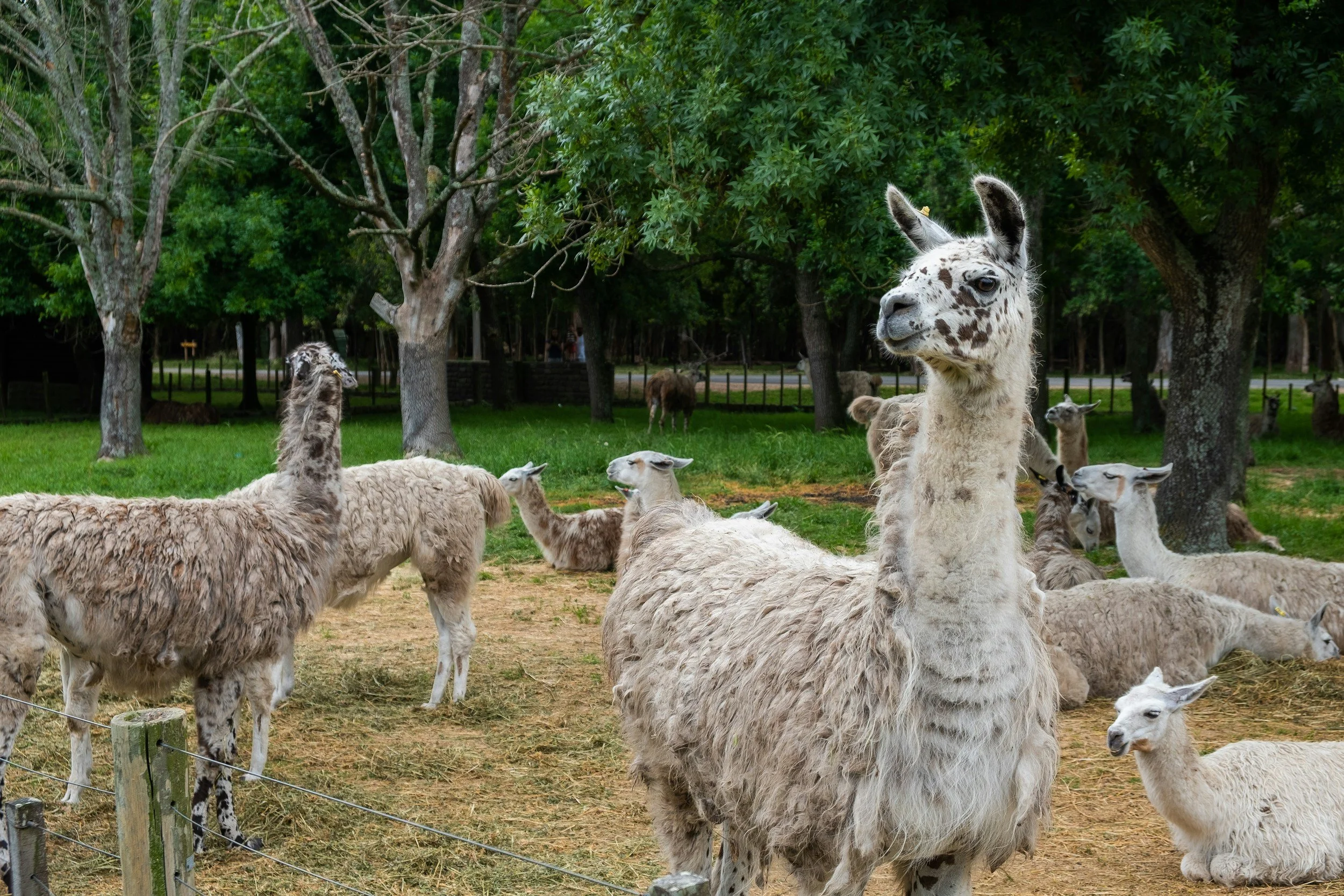 A group of llamas resting and standing in a grassy enclosure with trees in the background.