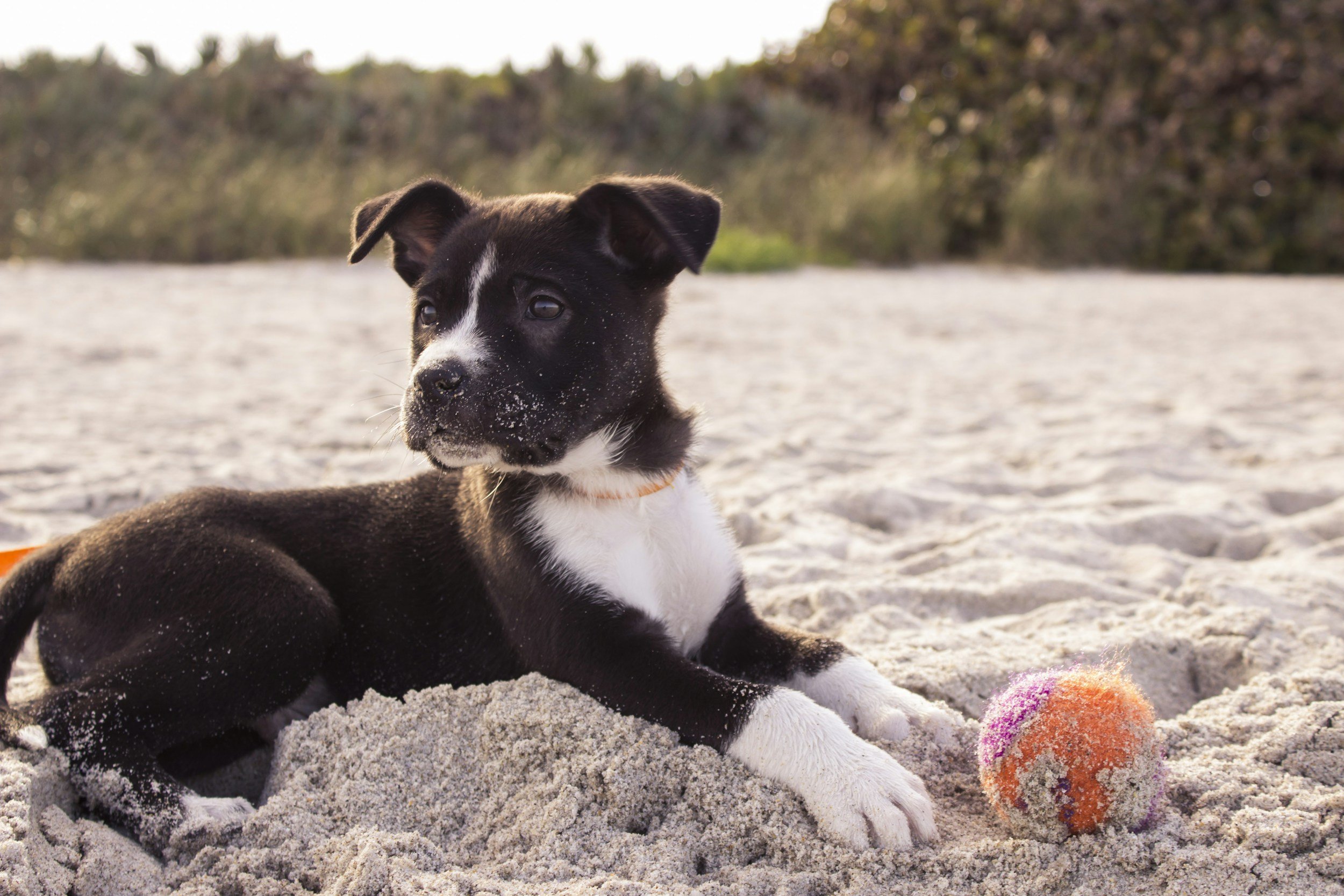 Black and white puppy lying on sandy beach near an orange and purple tennis ball with trees in the background.
