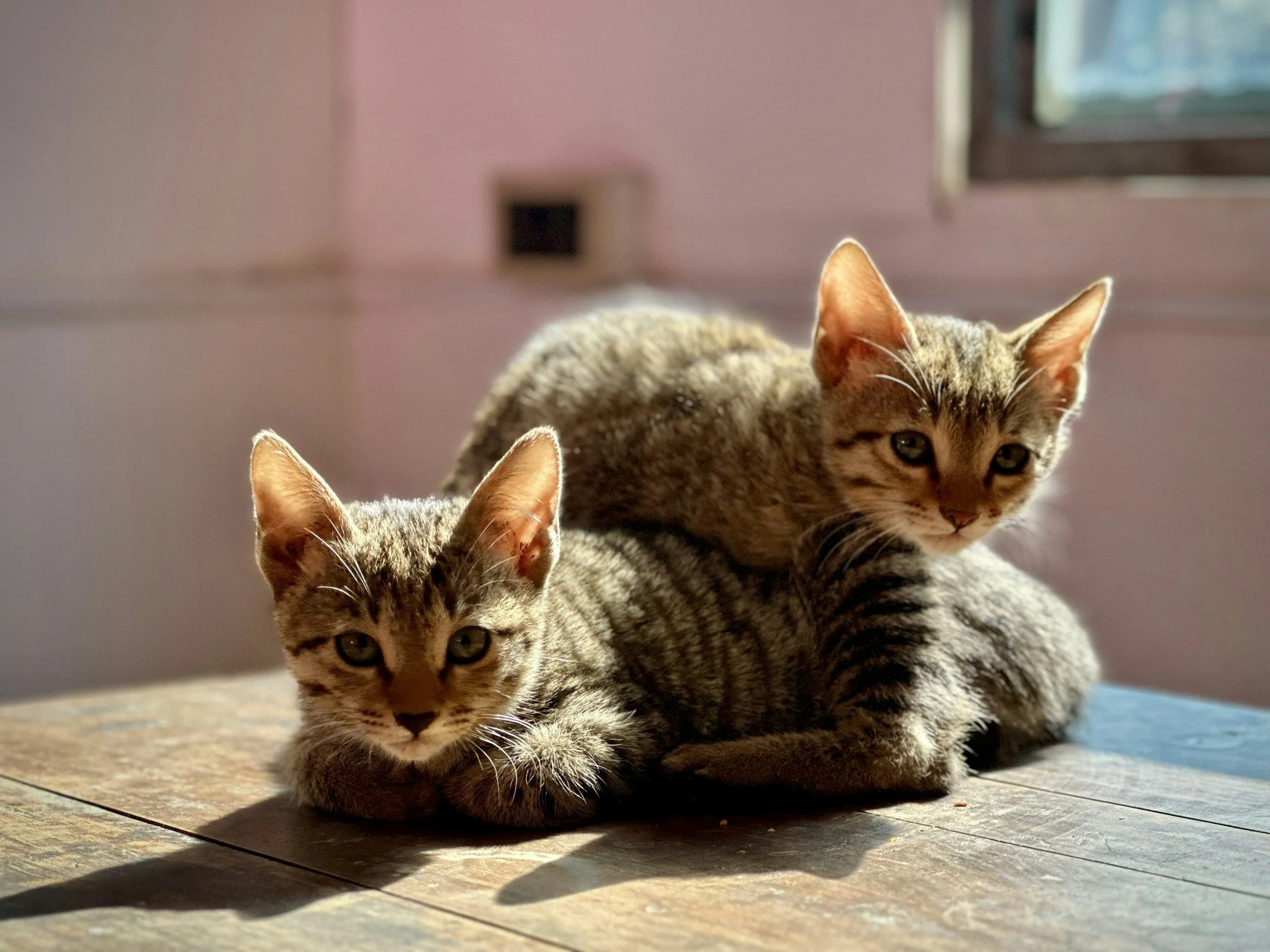 Two tabby cats lying on a wooden floor near a window, with one facing forward and the other partially visible and looking towards the camera.