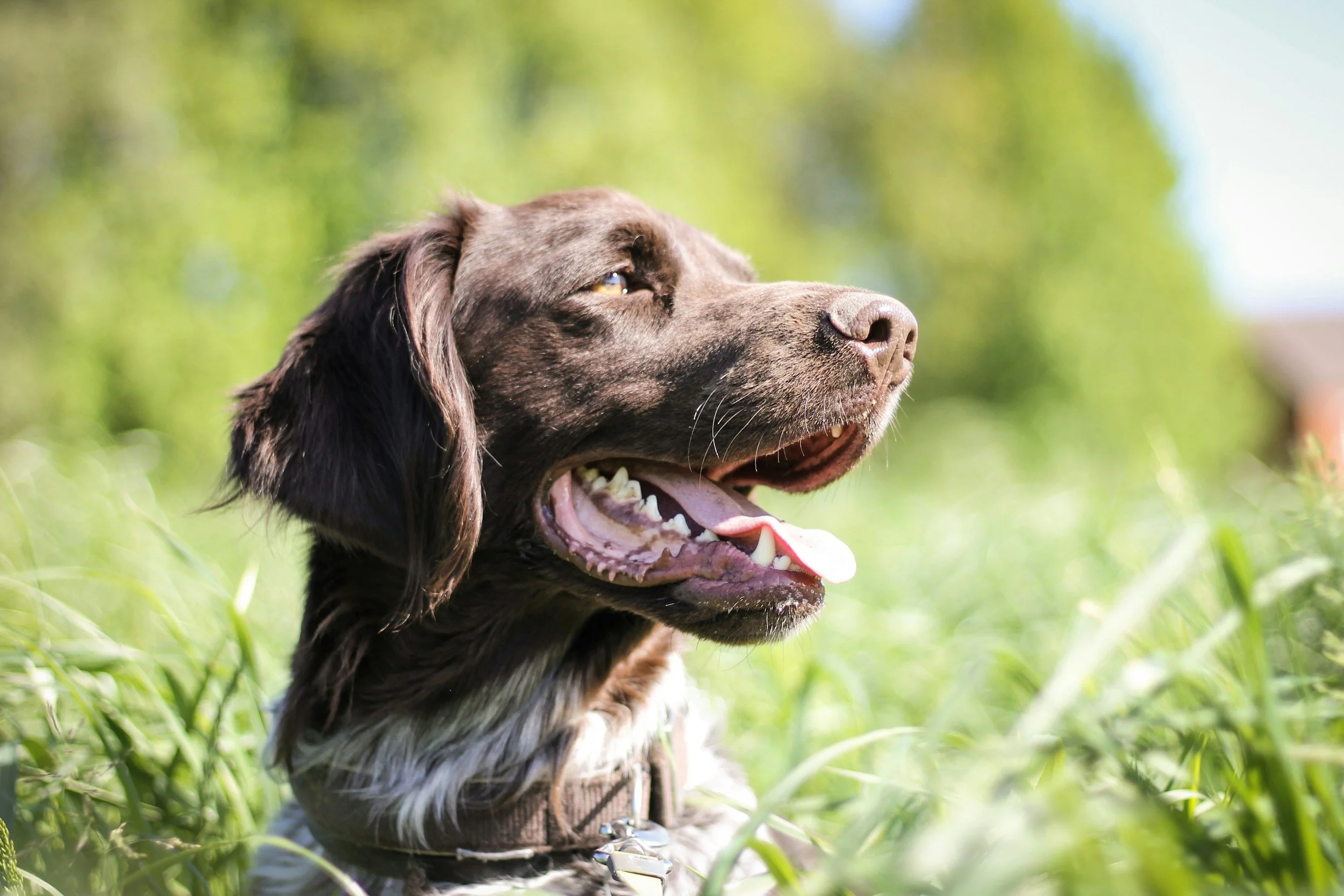 A happy, brown dog with long ears and an open mouth showing teeth, outdoors in a grassy area with a blurred green and blue background.
