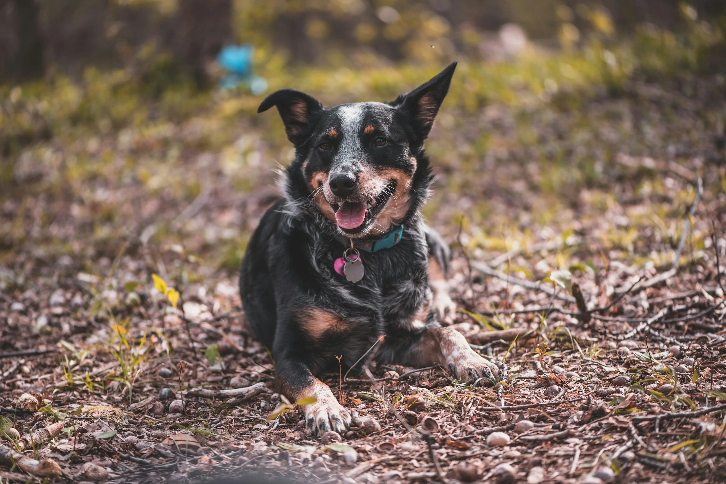 A black and white dog with tan markings lying on woodland ground with fallen leaves and small rocks, smiling with its tongue out in a natural outdoor setting.