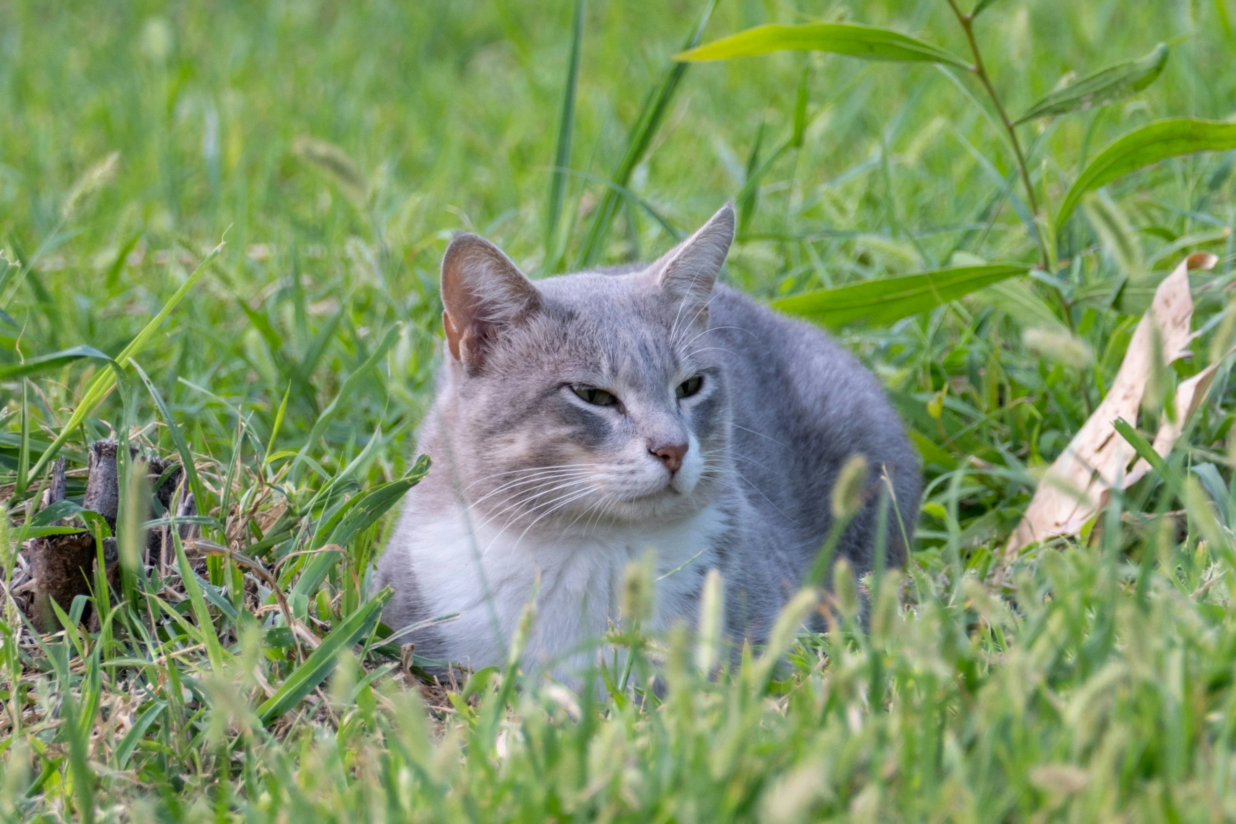 A gray and white cat lying in green grass, with its head turned slightly and eyes partly closed.