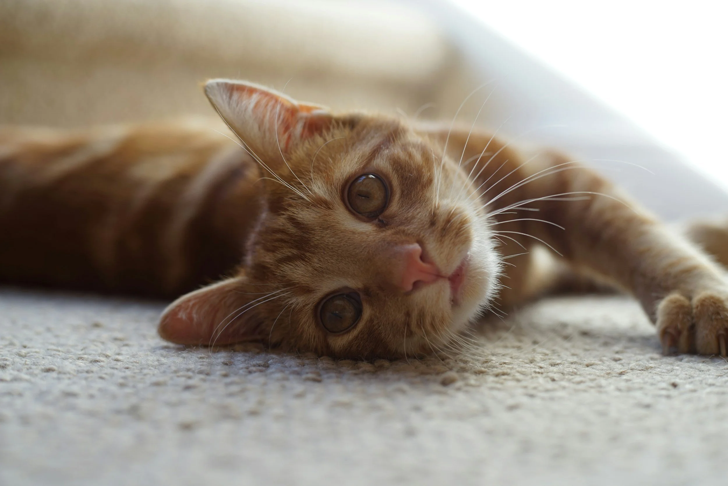 Close-up of an orange tabby cat lying on its side on a carpet, looking directly at the camera with big, brown eyes.