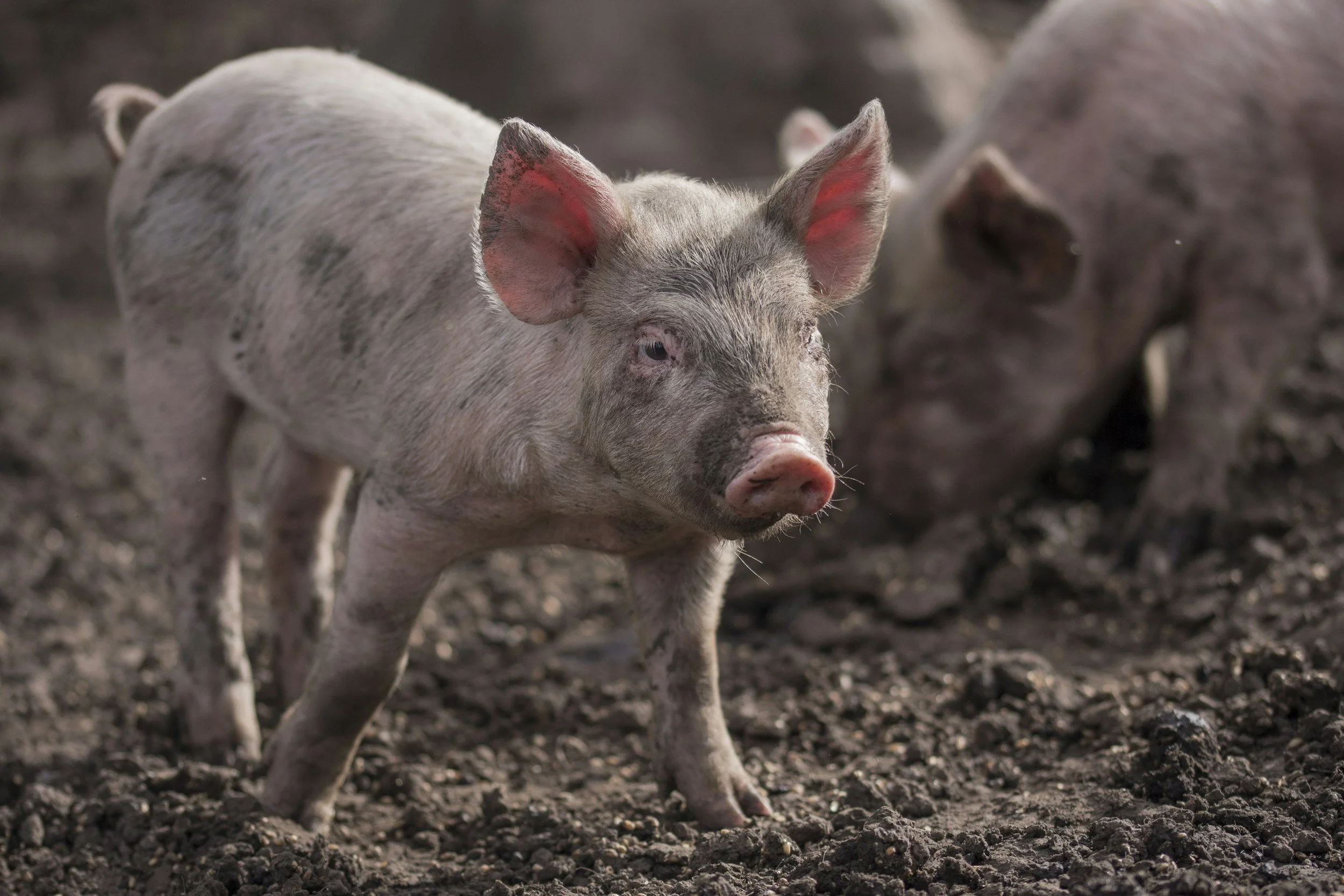 A piglet standing on dark, muddy ground with other piglets in the background.