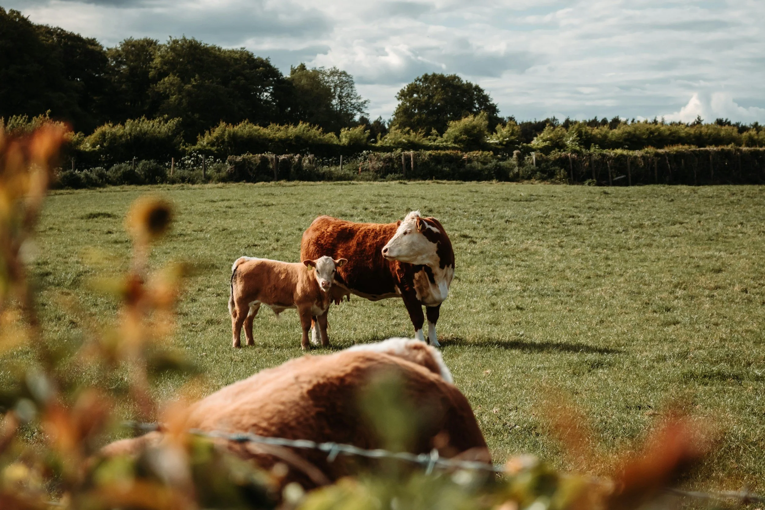 Cows grazing in a green field with trees and a cloudy sky in the background.