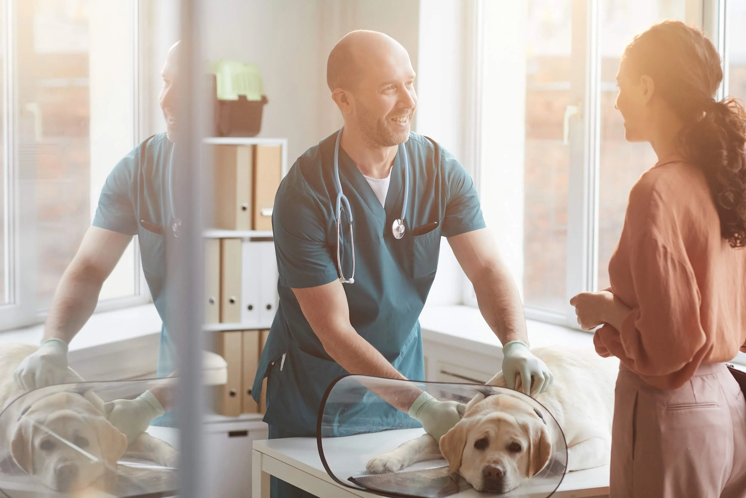 A veterinarian and a woman examine a dog inside an animal clinic. The dog is lying on an examination table with a cone around its neck, and the veterinarian wears scrubs and a stethoscope.
