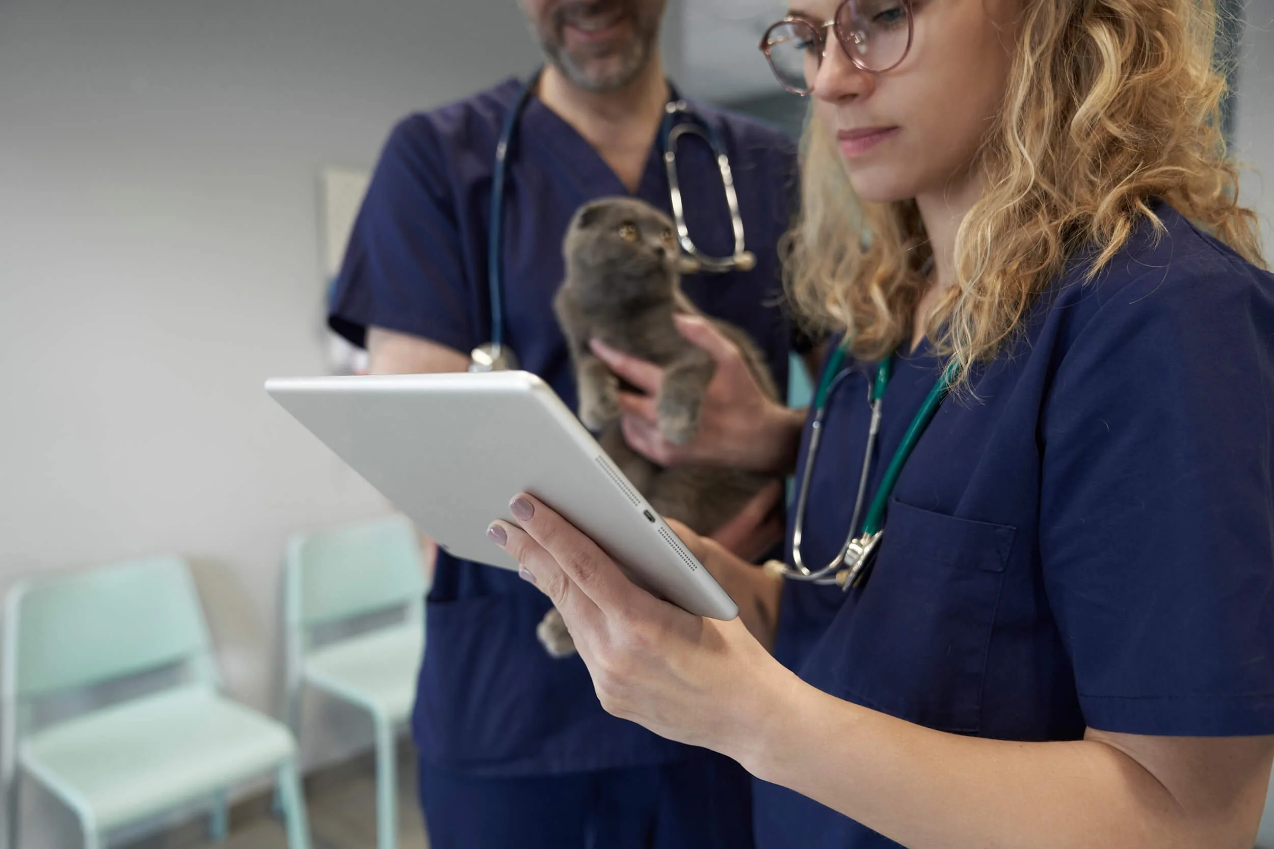 Veterinarian holding a kitten while a nurse checks a tablet in a clinic or hospital setting.