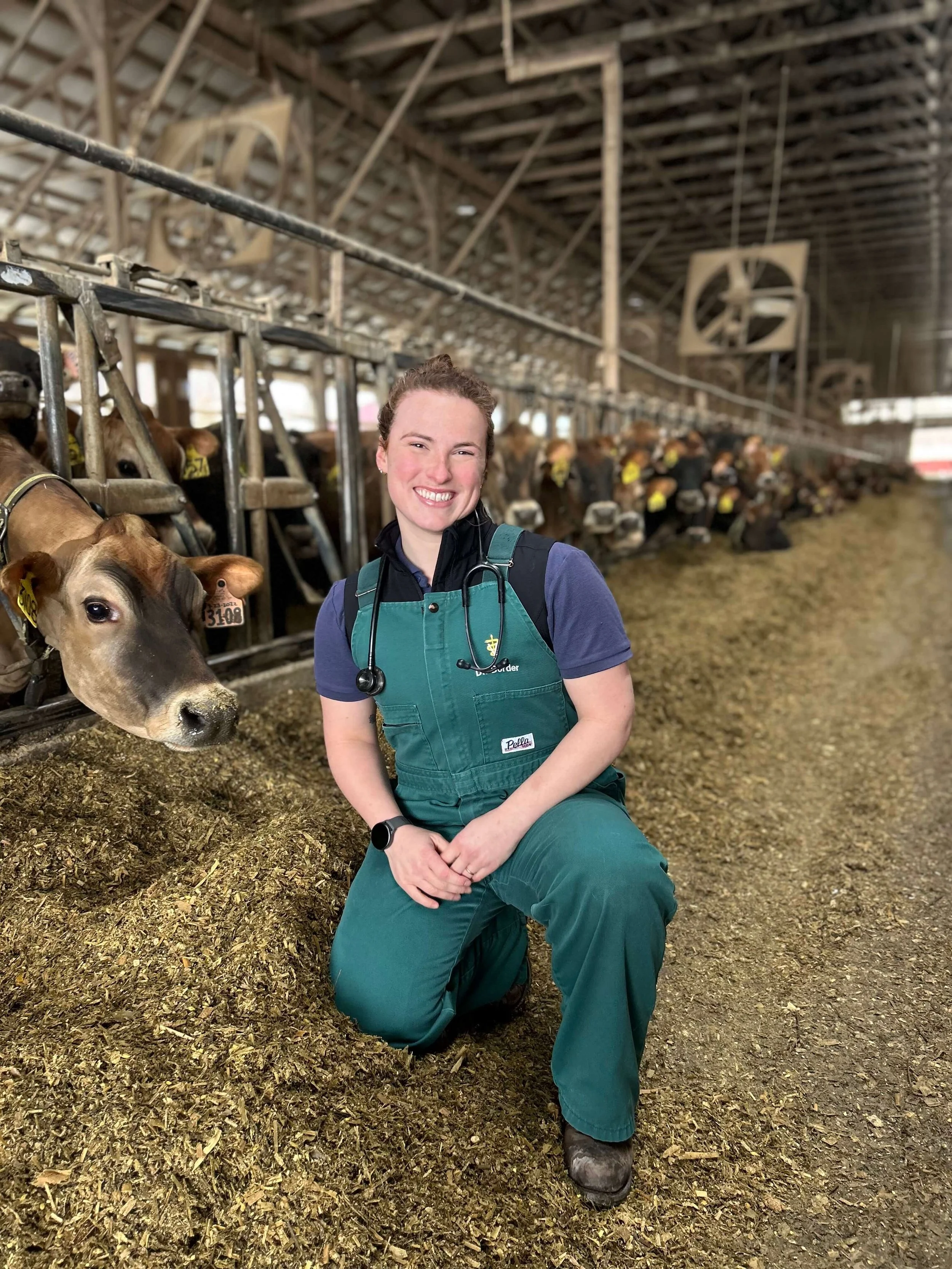 A woman in farm attire kneeling on a barn floor next to a cow with a yellow ear tag, with more cows inside a barn in the background.