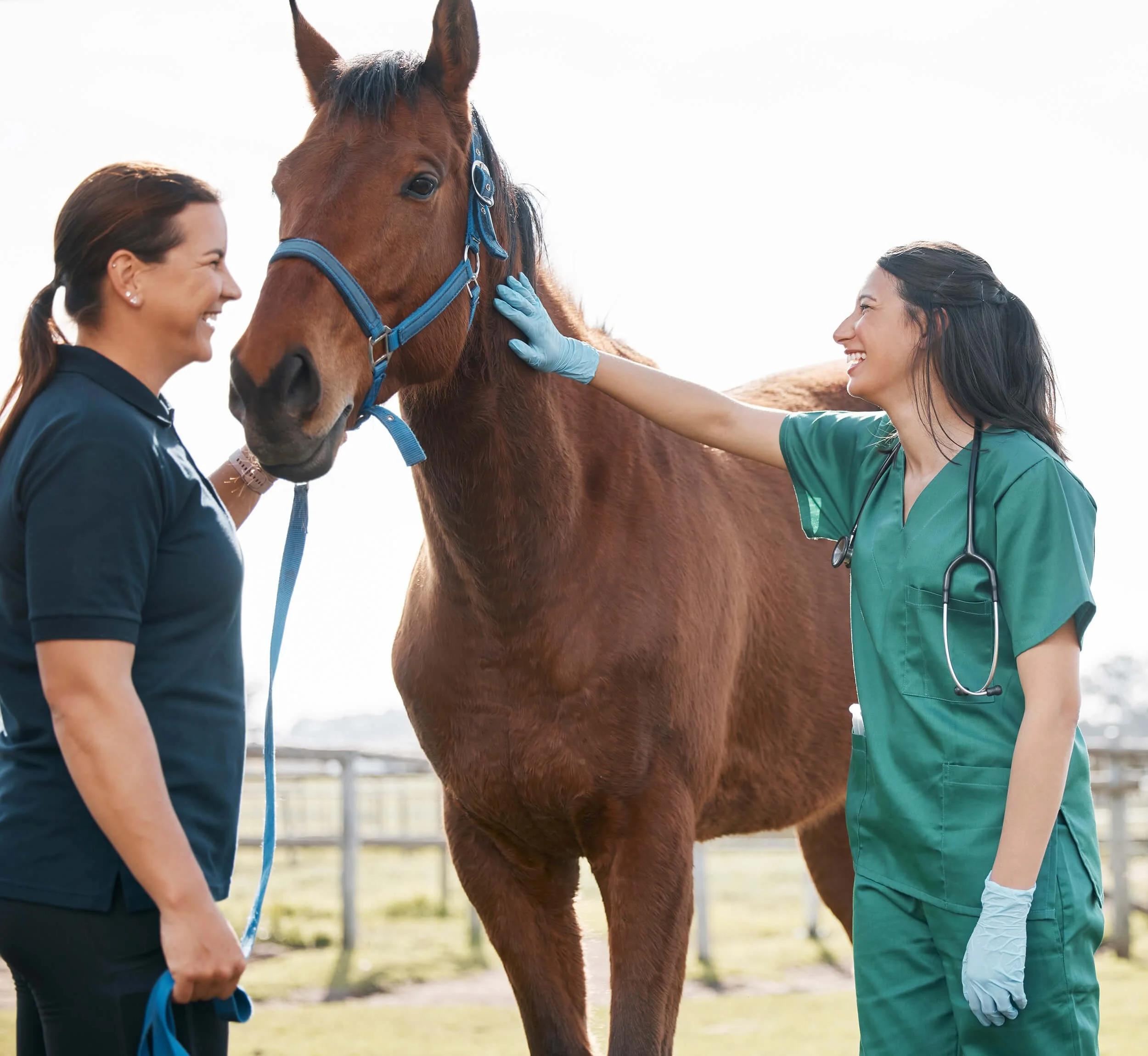 Two women, one in a navy jacket and the other in green scrubs with a stethoscope, examine a brown horse with a blue halter, outdoors with a bright sky.