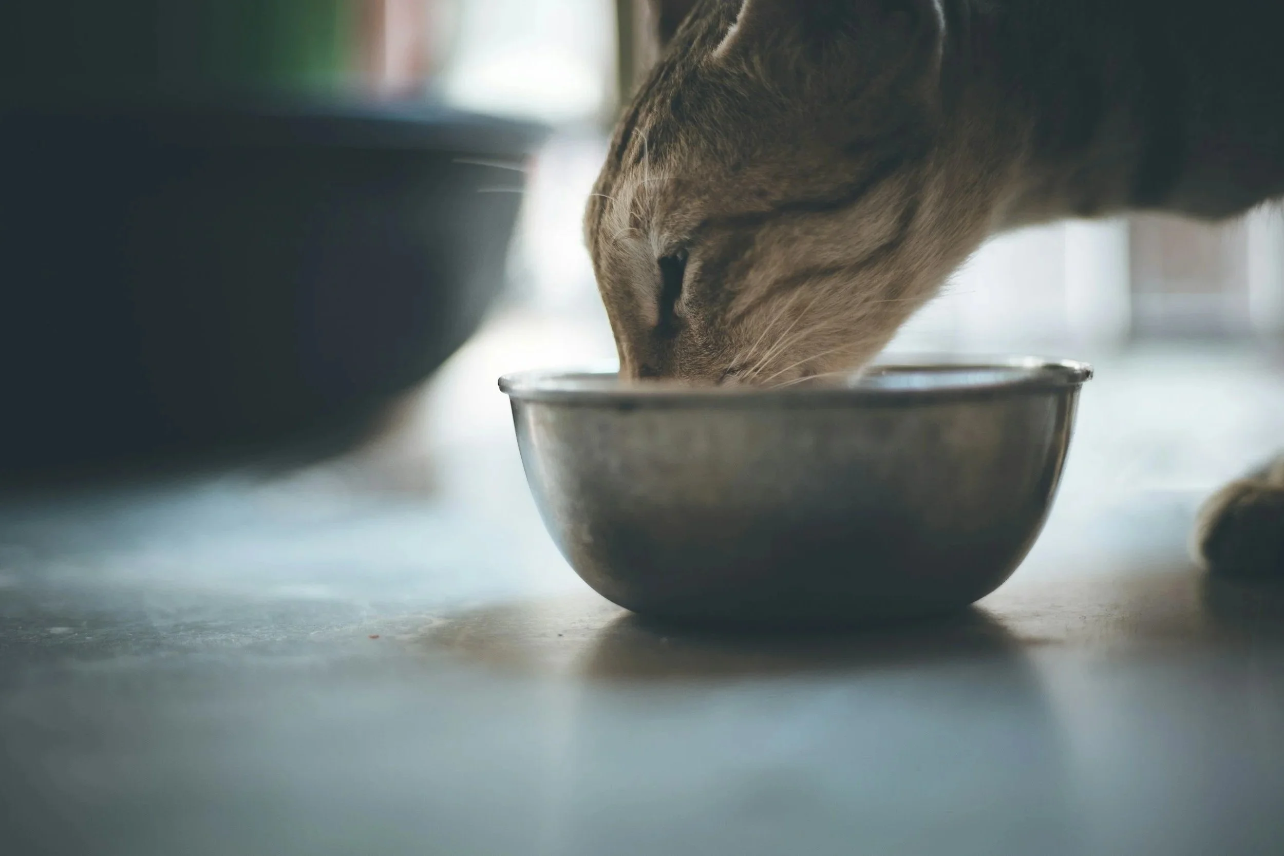 Close-up of a cat eating from a metal bowl on a table.