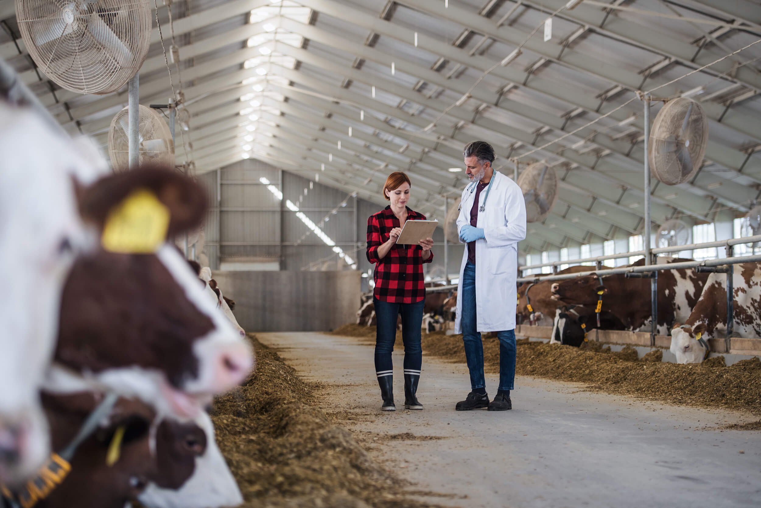 Two veterinarians, one man and one woman, are standing inside a dairy farm barn examining cows, with the woman holding a clipboard.