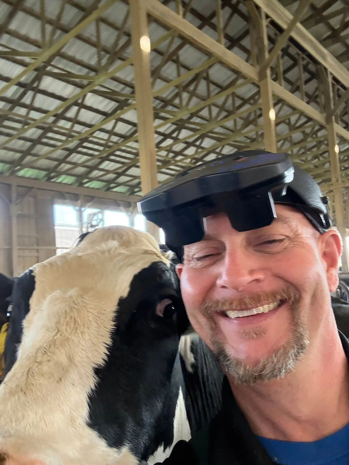 A man wearing a virtual reality headset smiling as a calf nuzzles his face inside a barn with wooden beams and sunlight coming through the windows.
