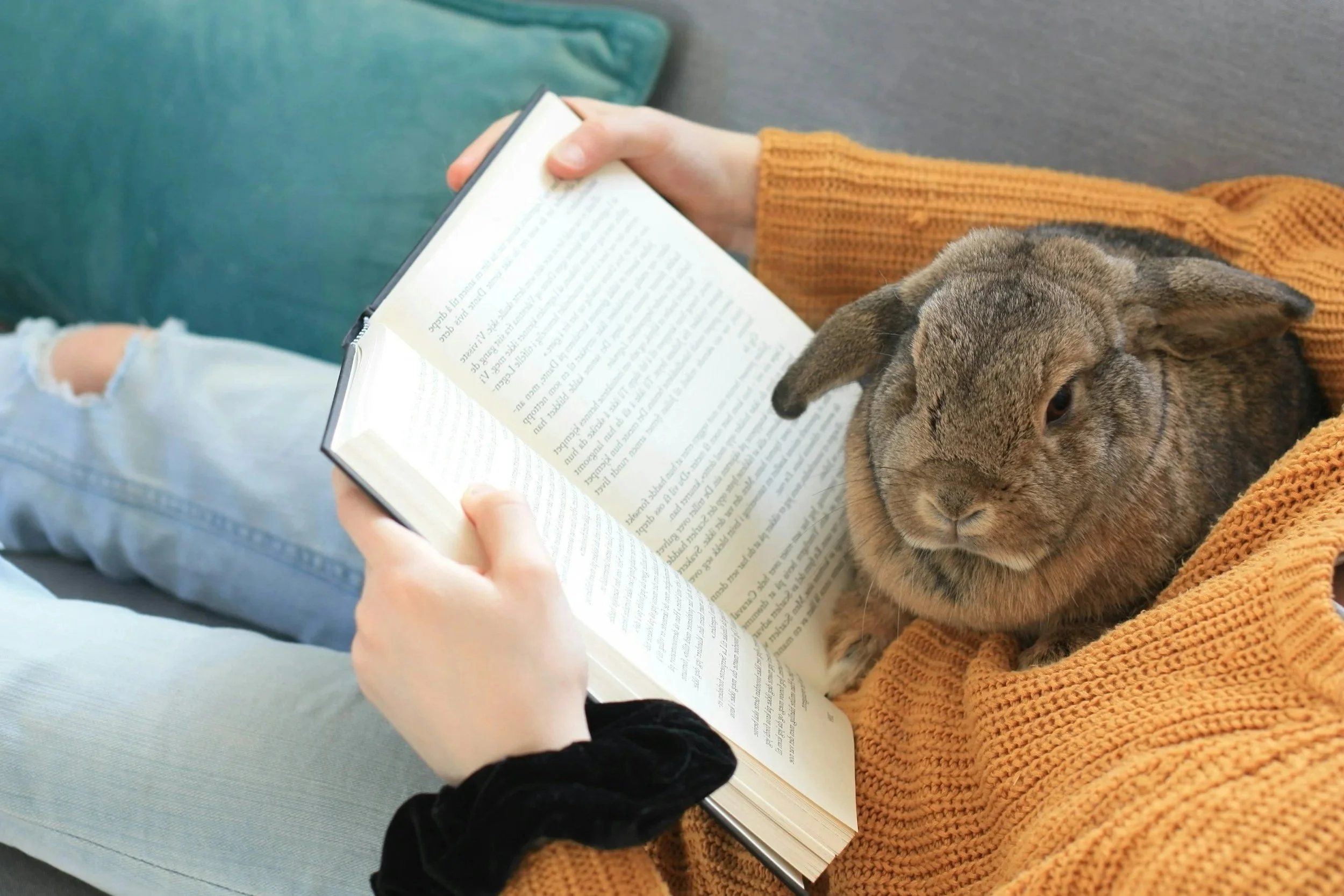 Person reading a book while a rabbit nestles on their lap, wrapped in an orange blanket.
