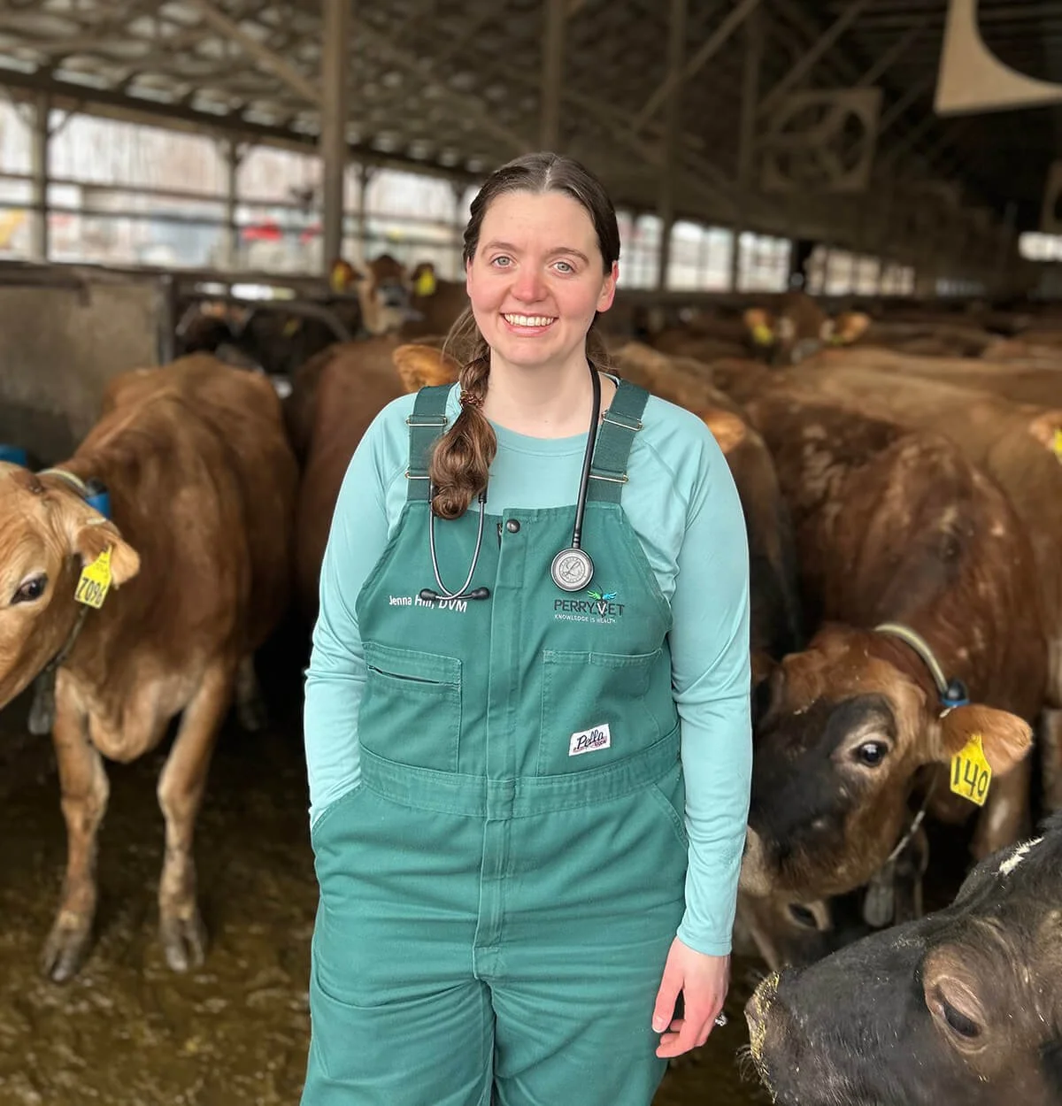 A woman in teal veterinary scrubs and a stethoscope standing in a barn with brown calves.
