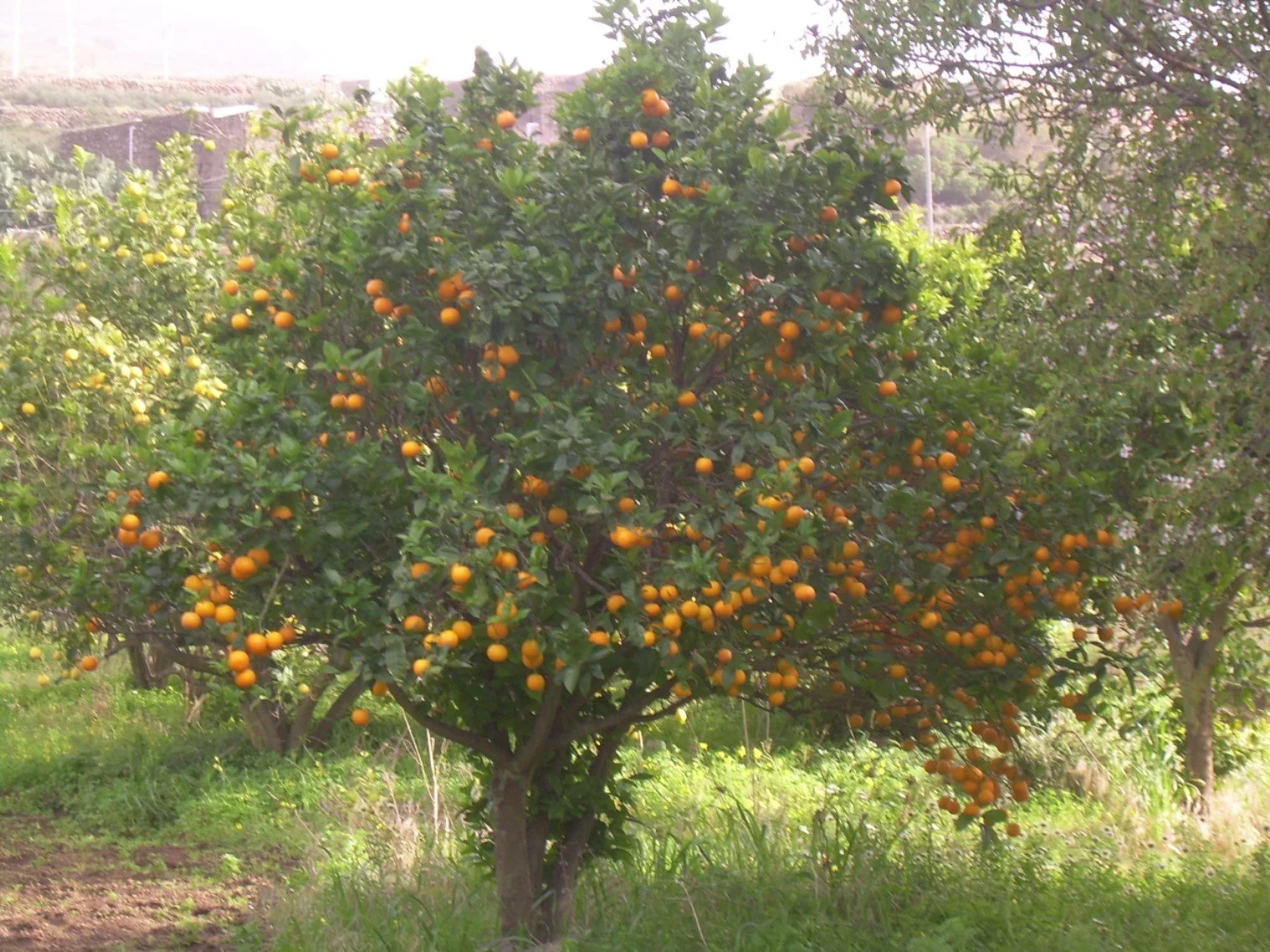 Albero di agrumi con frutti arancioni in un campo.